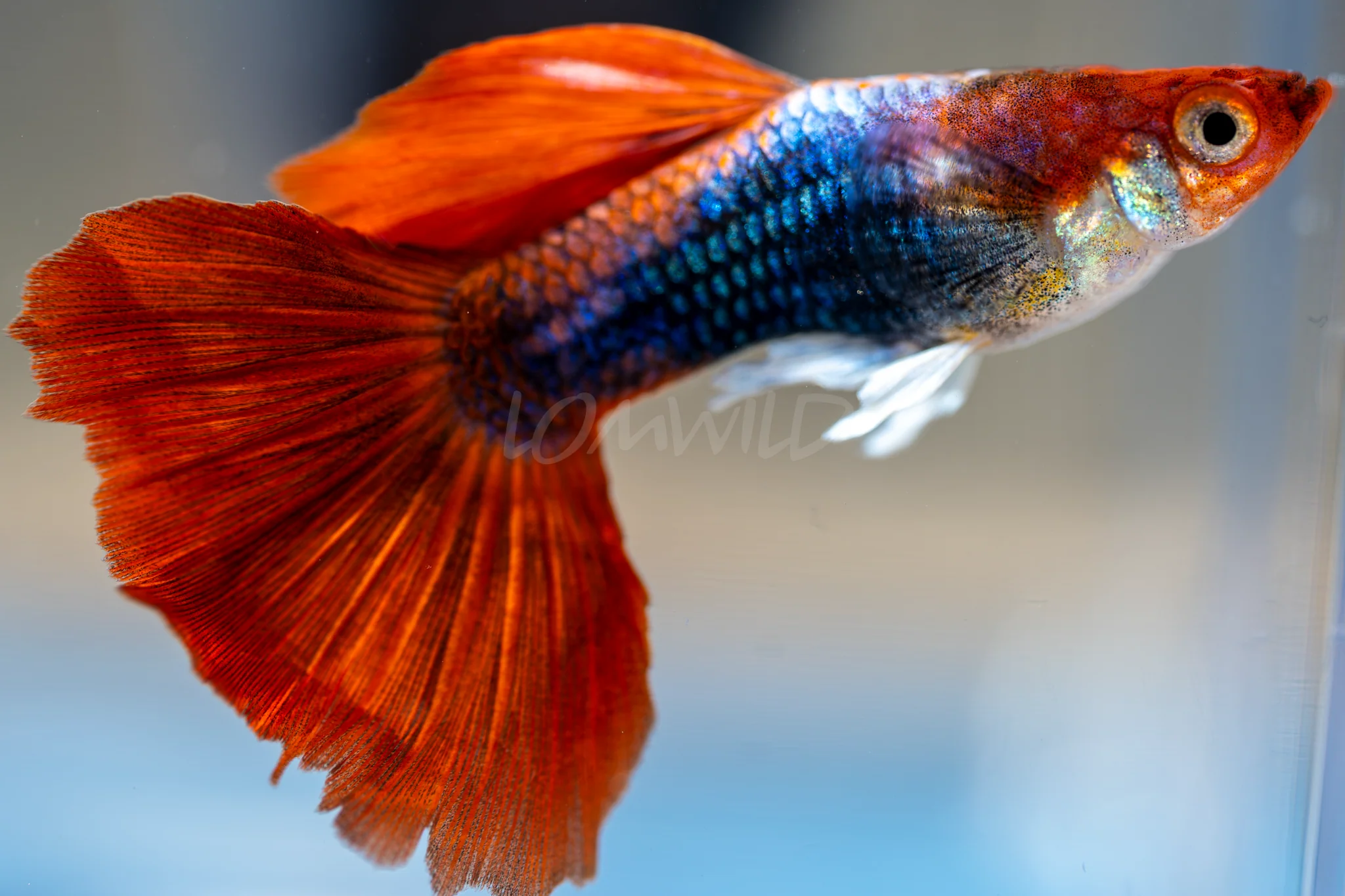 Tuxedo Koi Fancy Guppy Male/Female Pair