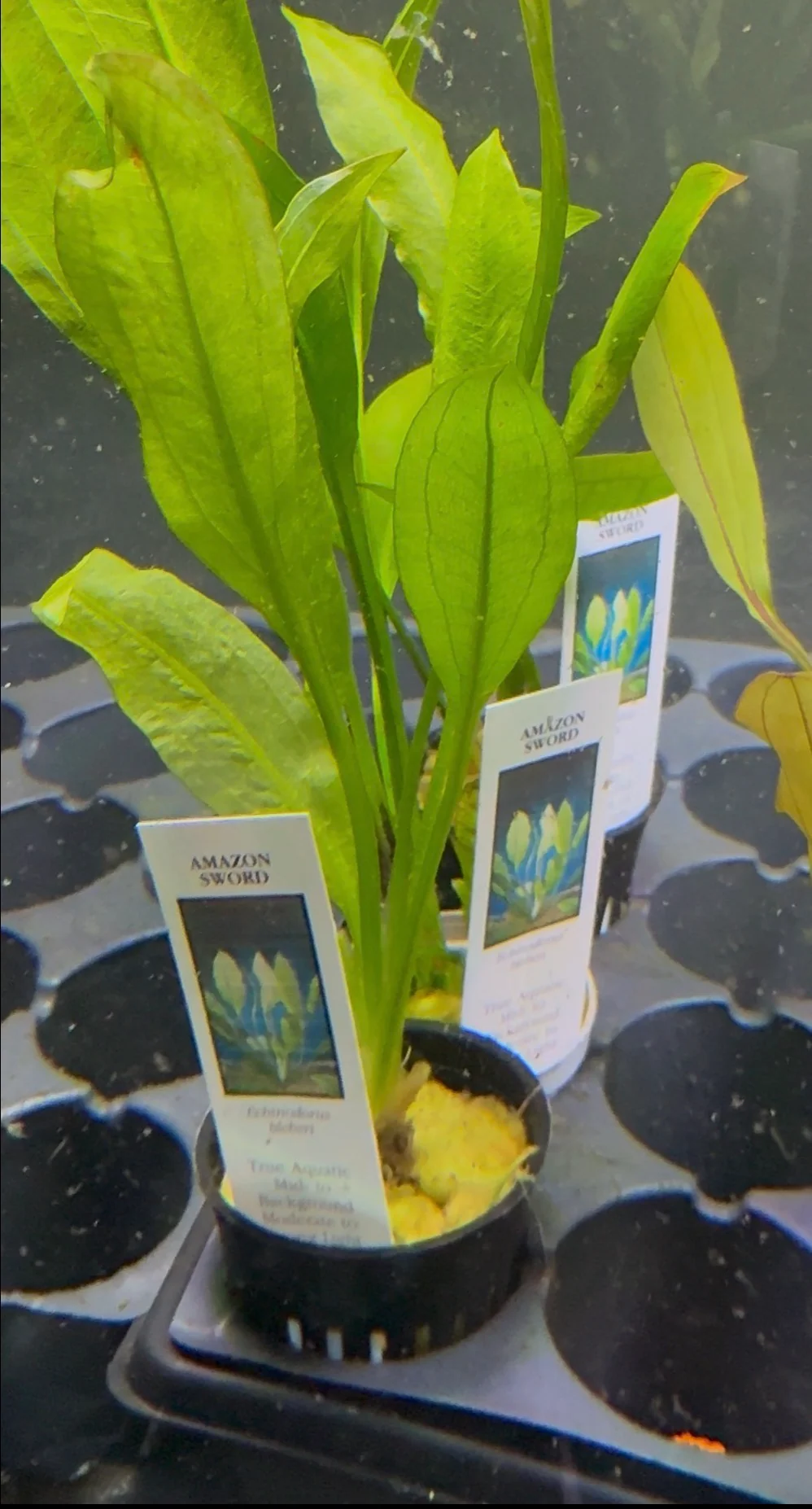 Amazon Sword Plant (Echinodorus grisebachii)