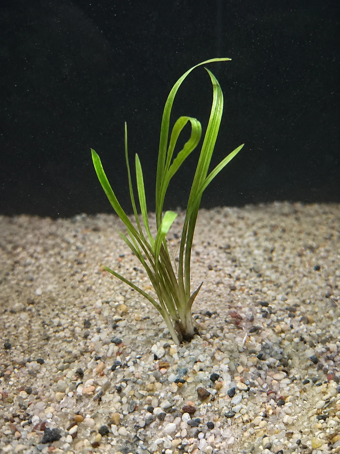 Crypt Spiralis (Cryptocoryne spiralis)