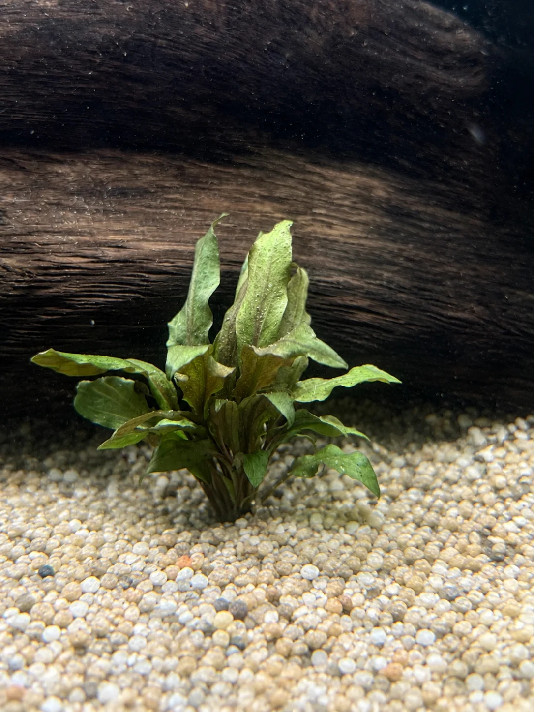 Crypt Undulata (Cryptocoryne undulata)