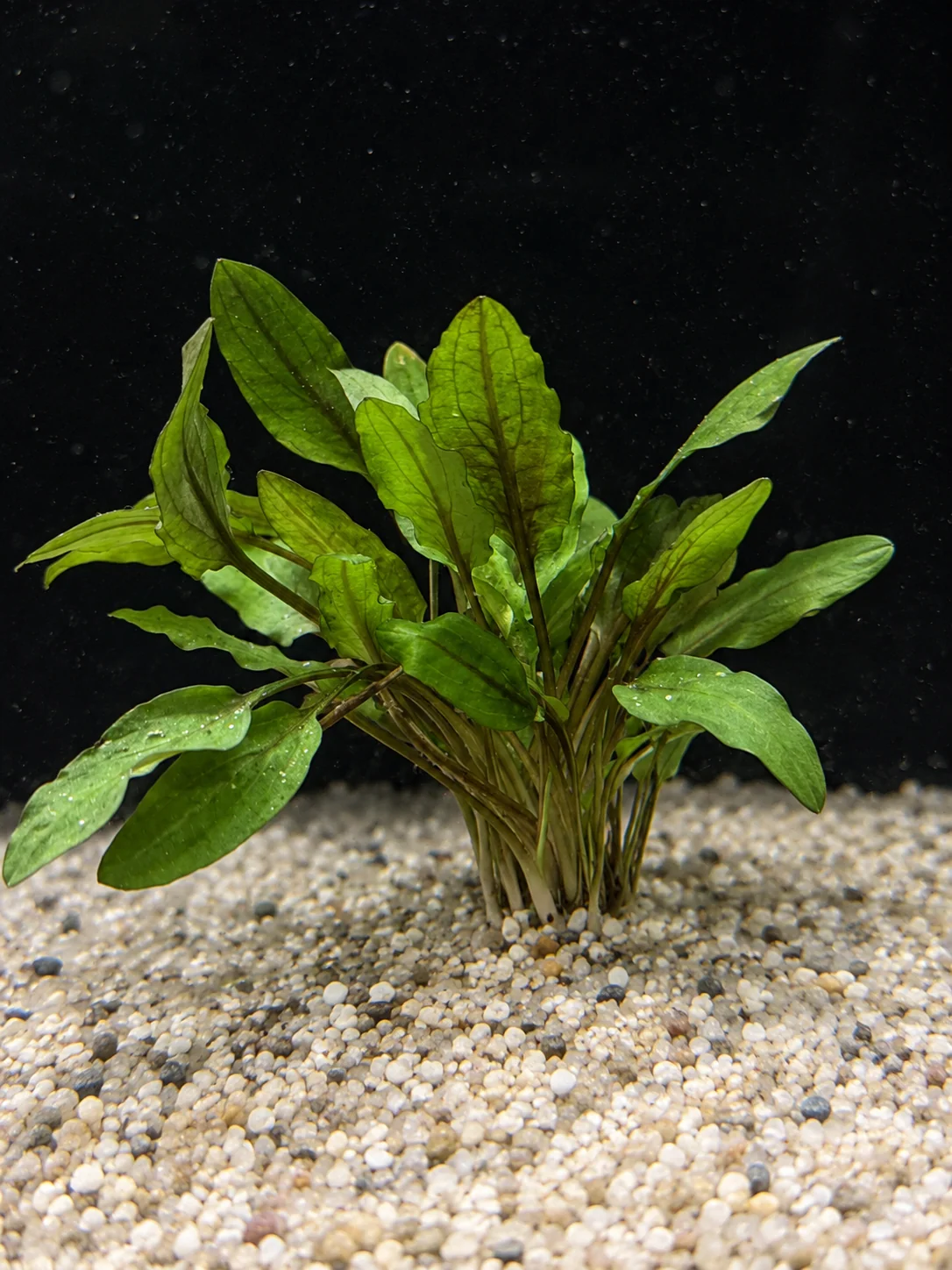 Crypt Wendtii Green (Cryptocoryne wendtii)