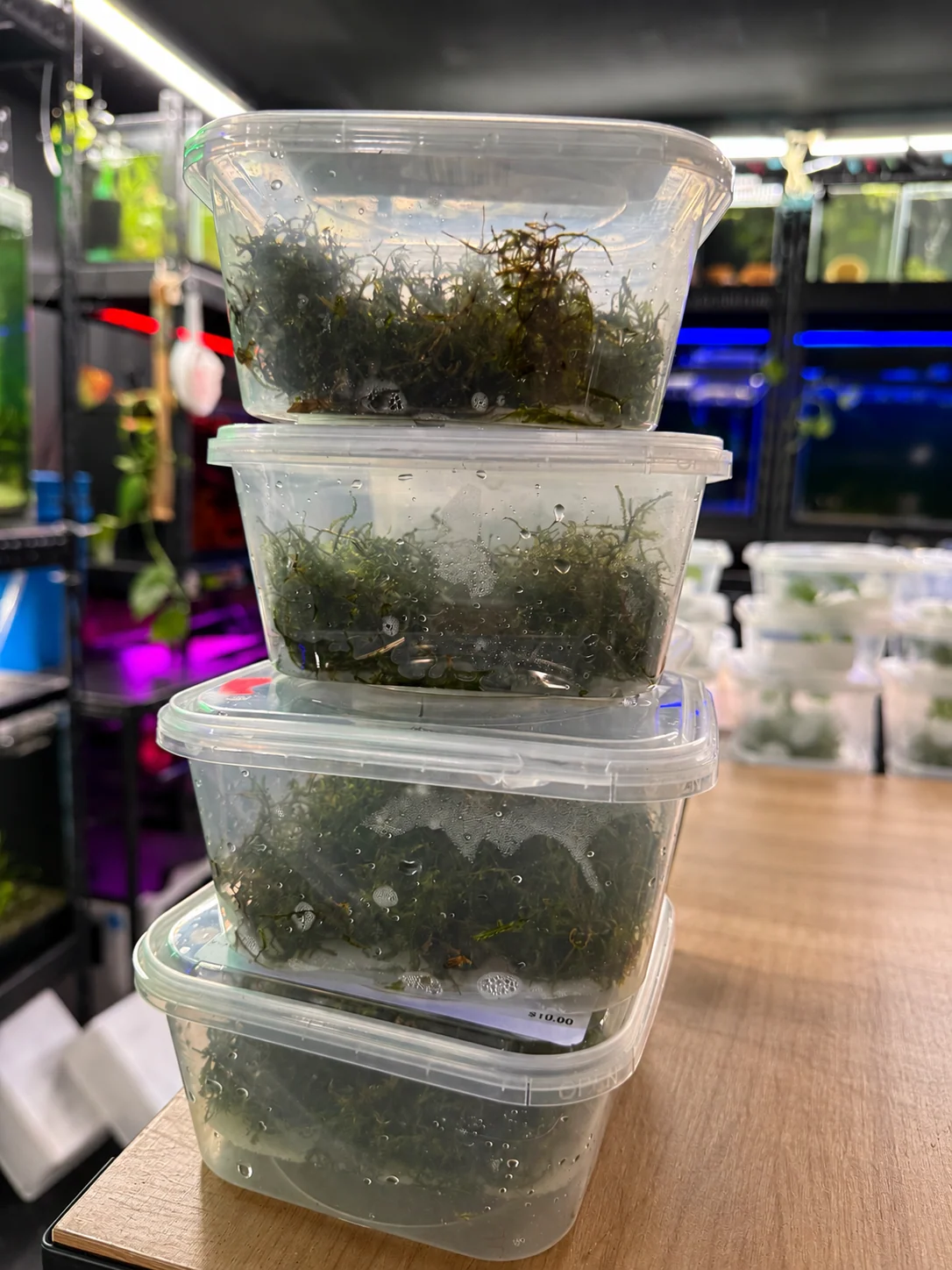 Java Moss (Taxiphyllum barbieri) - 1 Cup