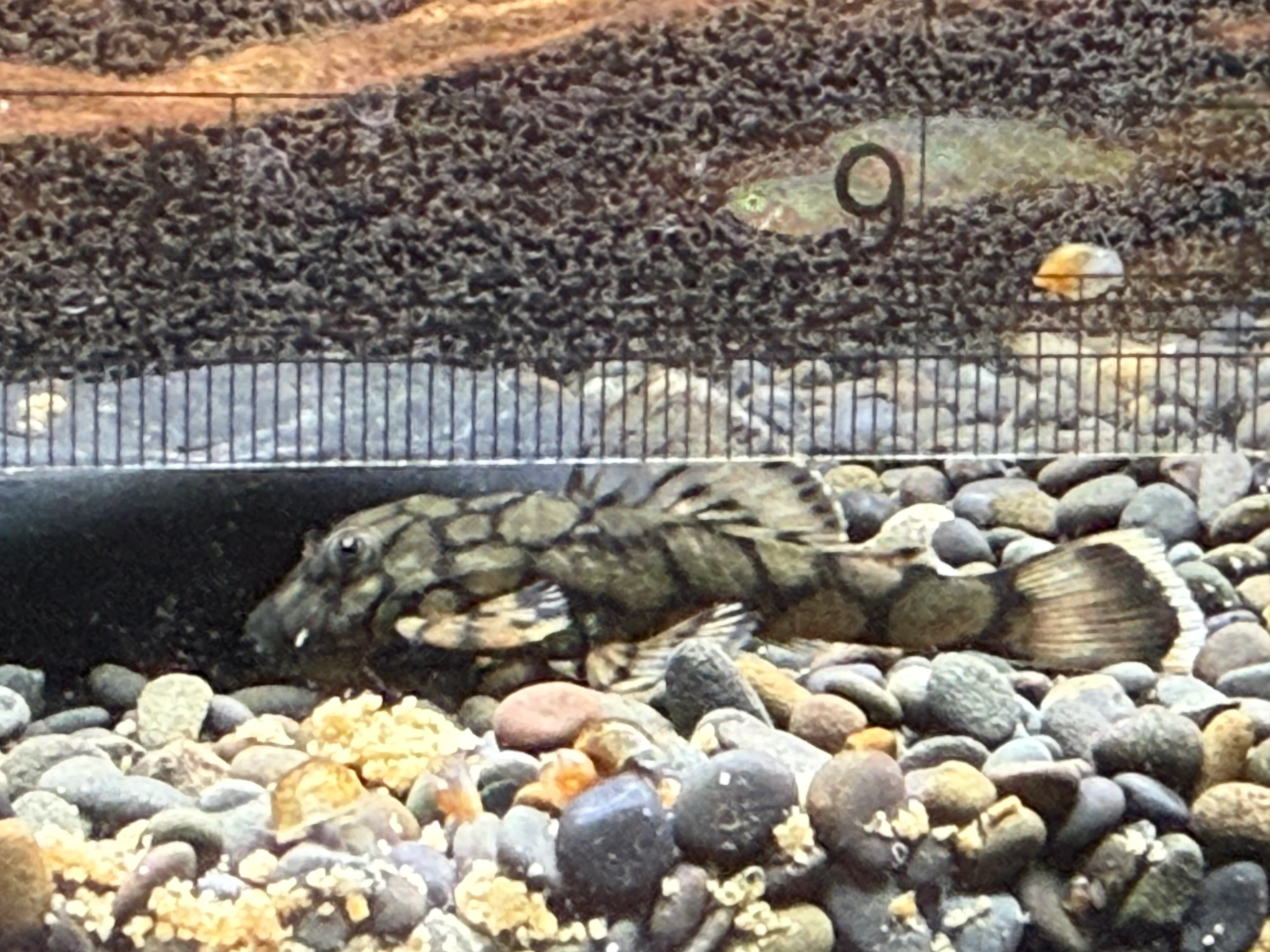 L519 Honeycomb Pleco "Rio Itanez" (Ancistomus sp. L519)