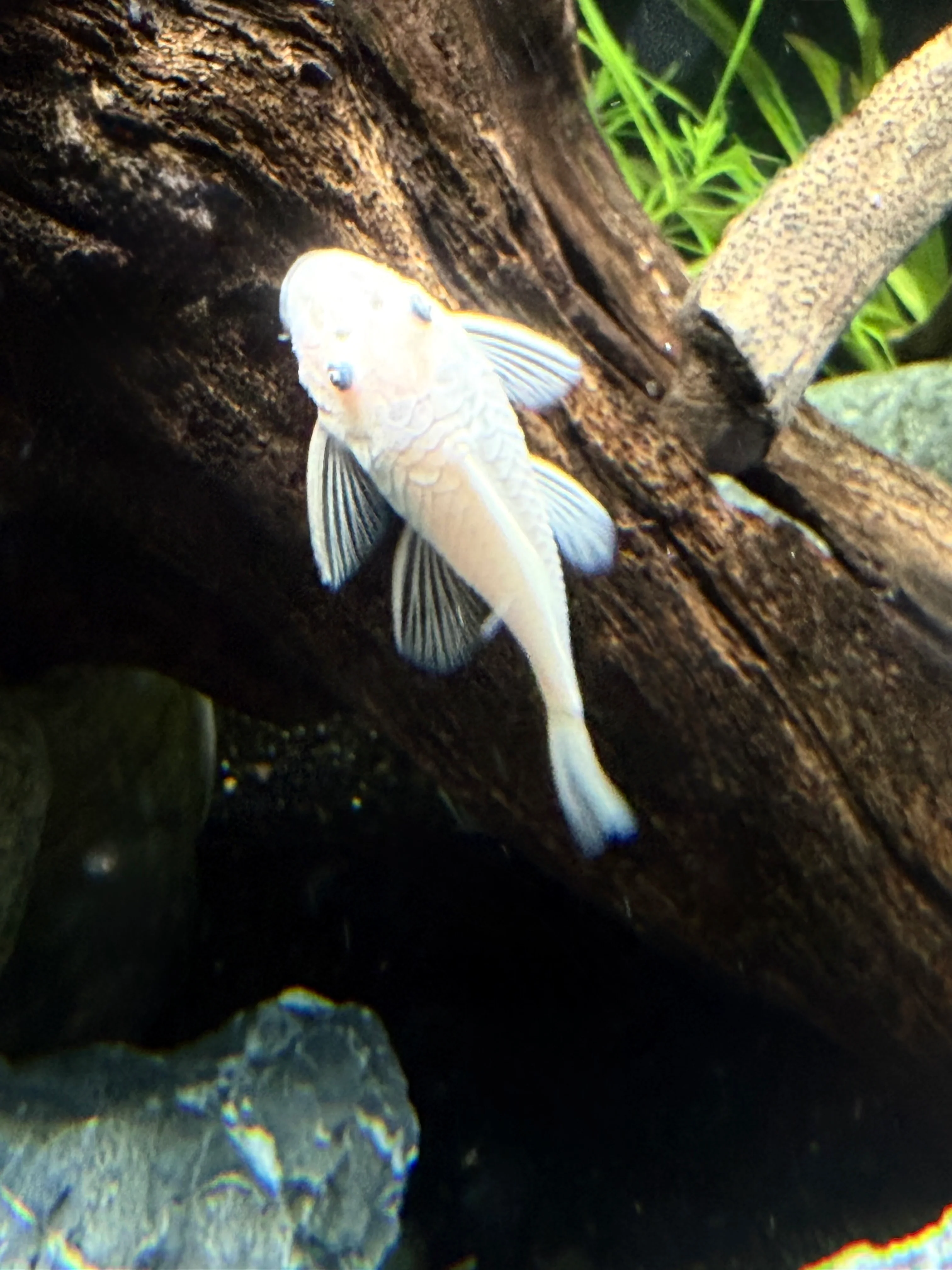 Snow White Bristlenose Pleco (Ancistrus sp.) TR - Small