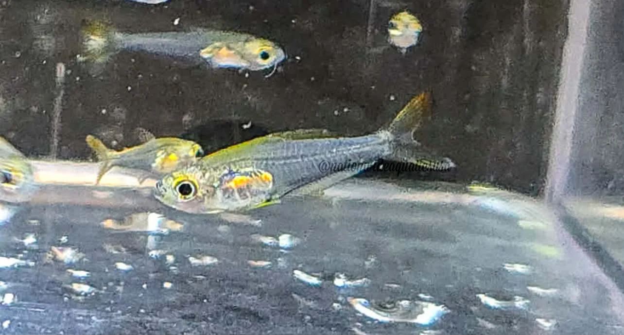 Hummingbird Tetra (Trochilocharax ornatus) 10 pack