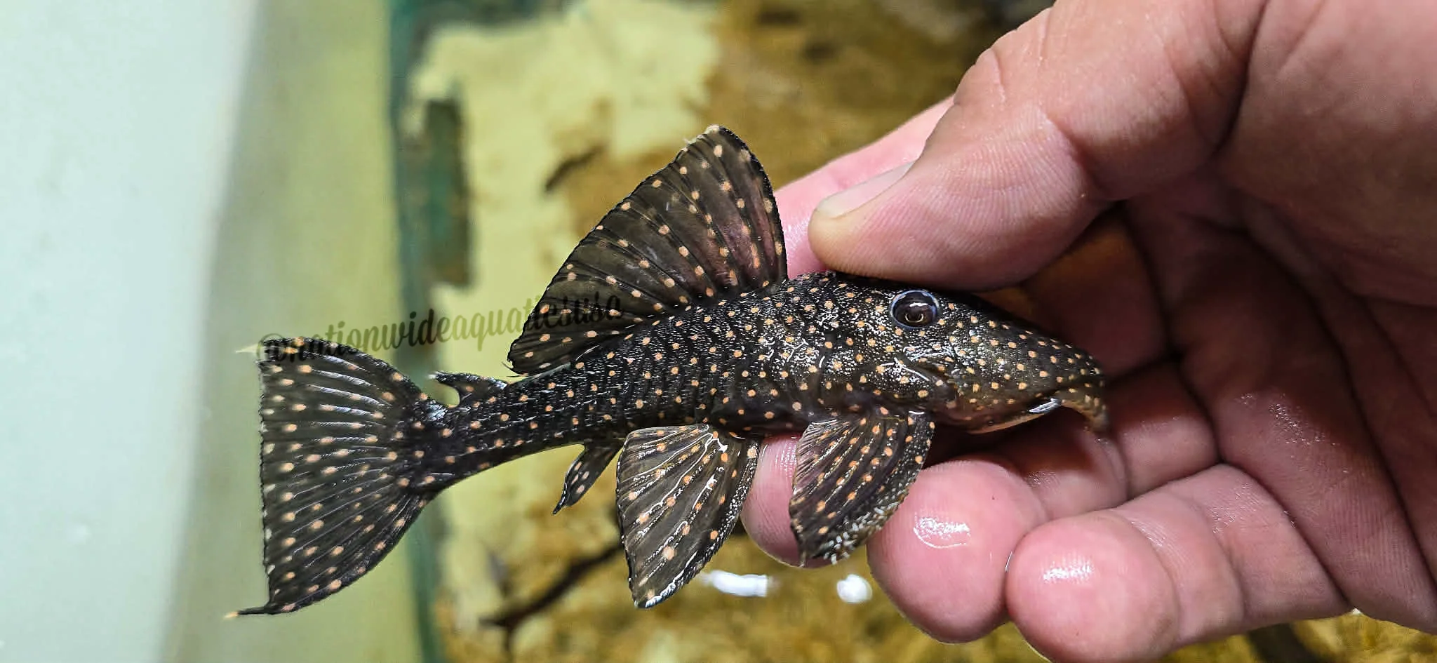 L029 Galaxy Pleco (Leporacanthicus galaxias)