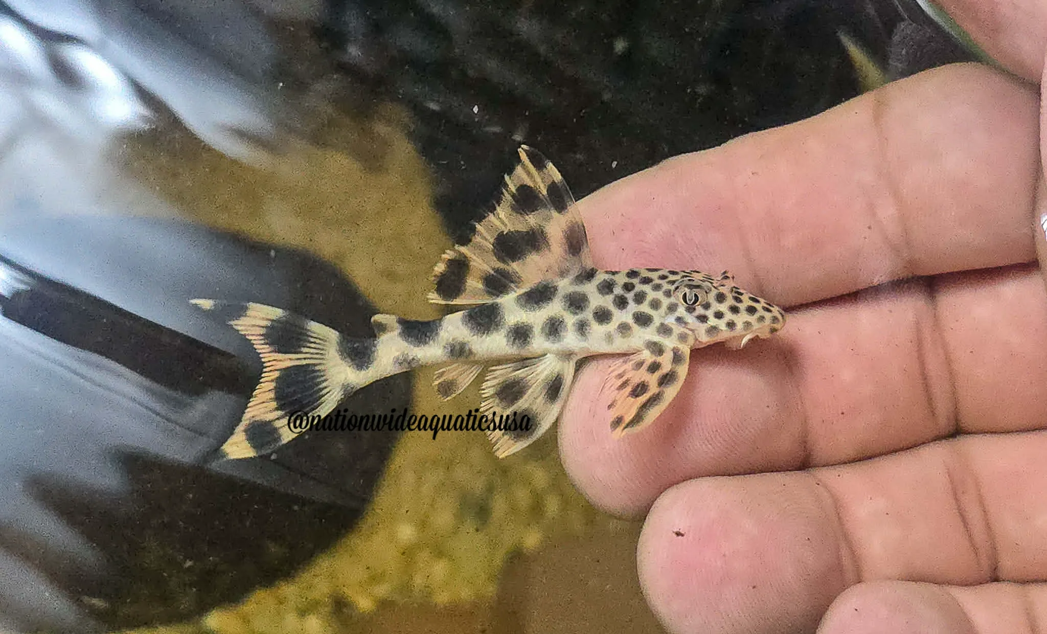 L075 Para Pleco (Peckoltia sabaji) 3 pack
