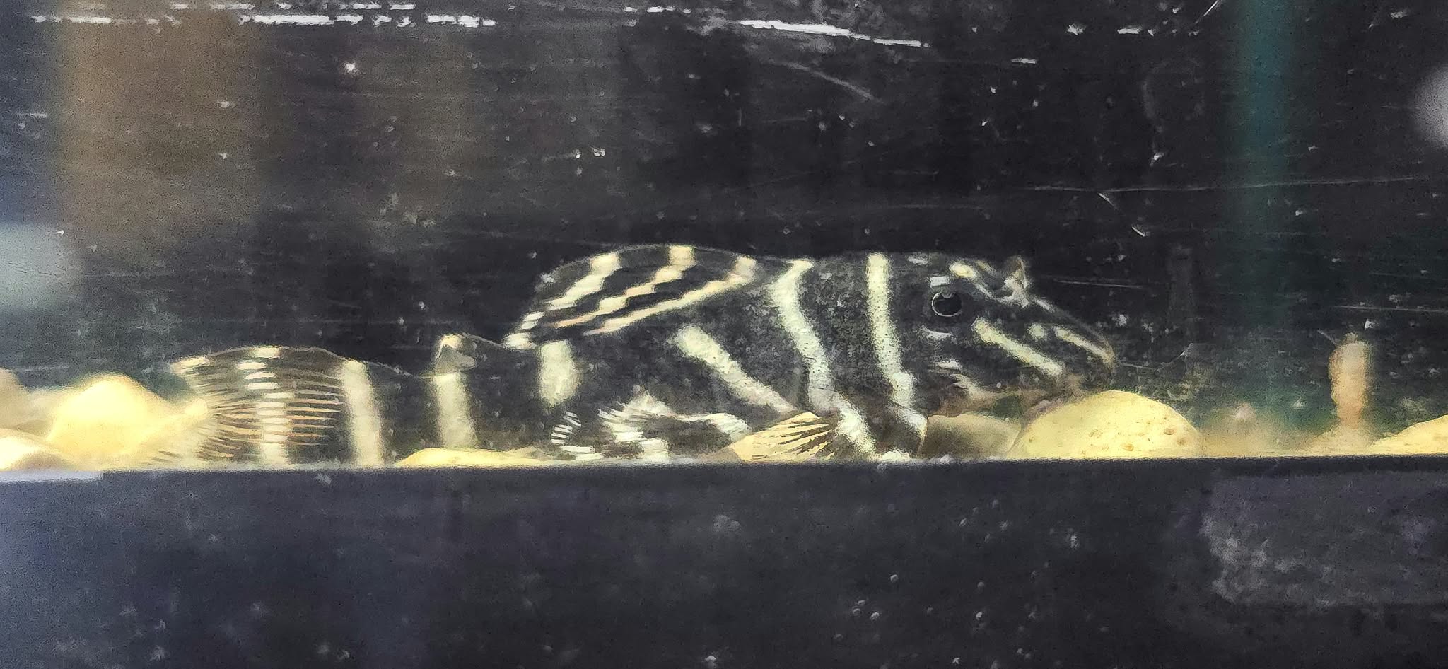 L129 Colombian Zebra Pleco (Hypancistrus debilittera)