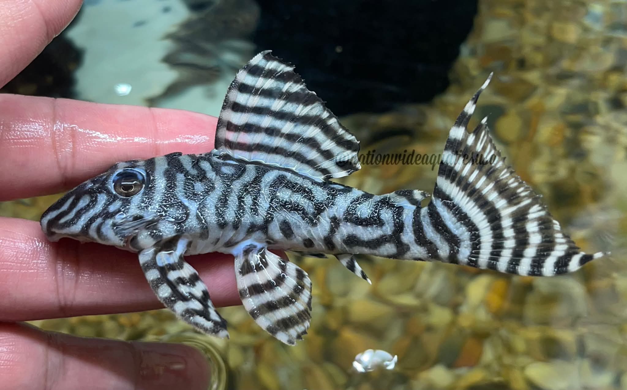 L333 king tiger pleco (hypancistrus seideli)