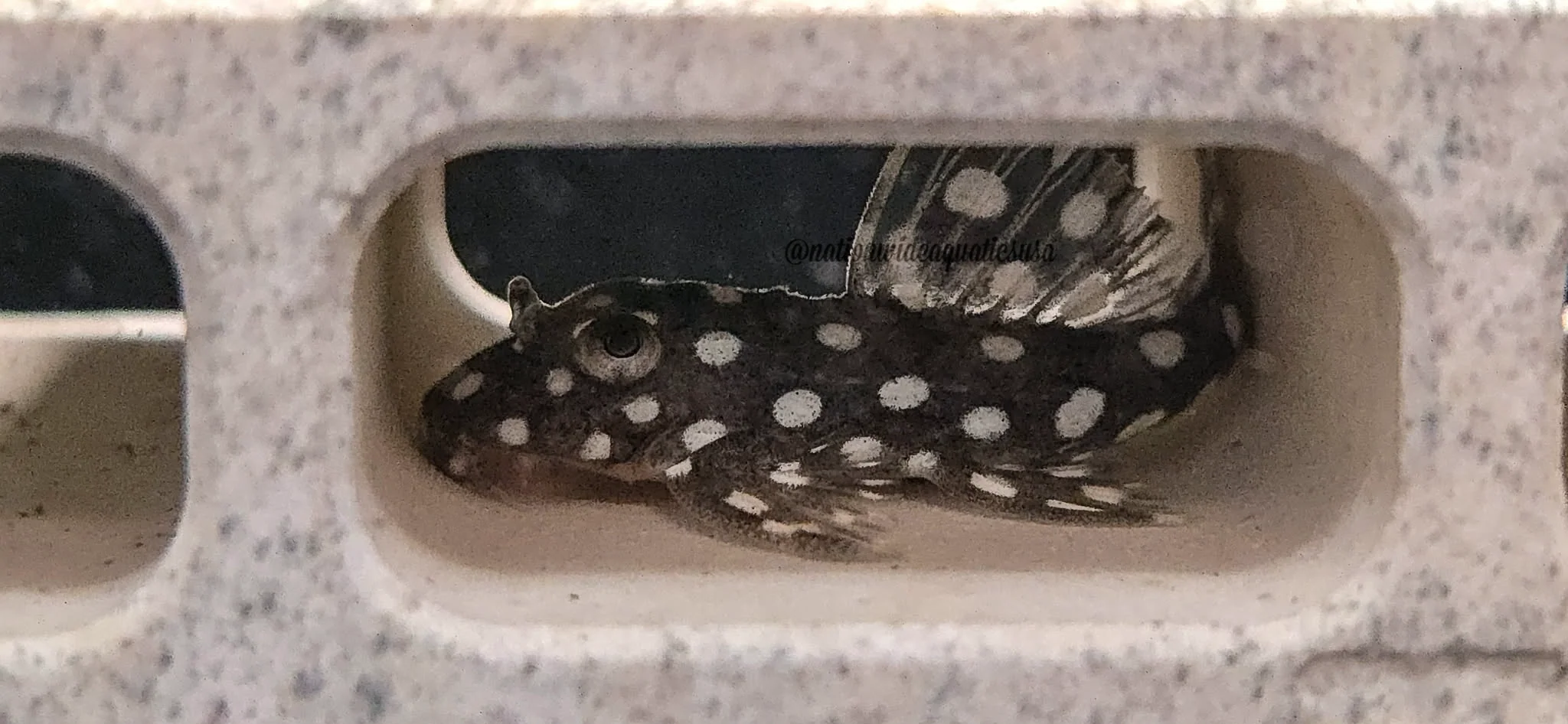 L368 Moon Pleco (Scobinancistrus sp)