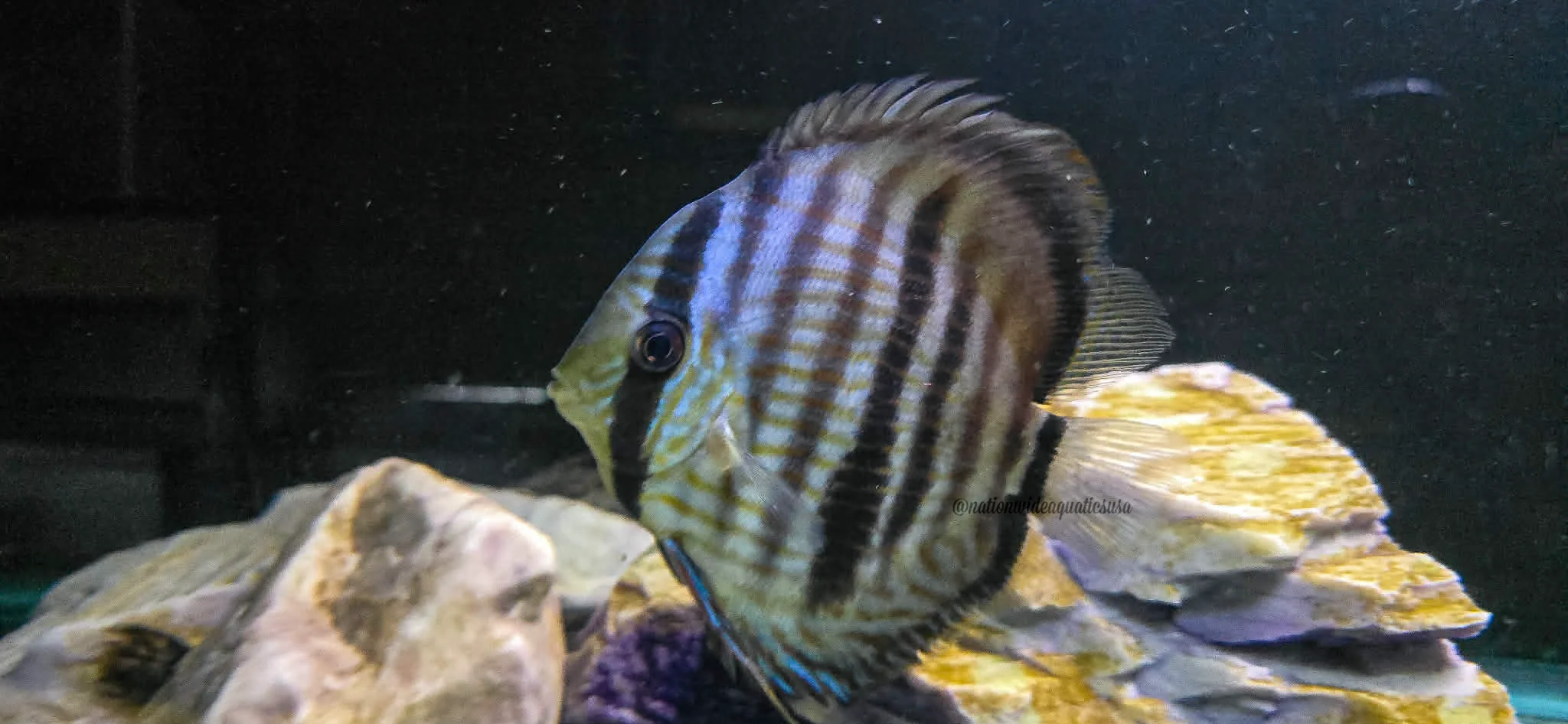 Nhamunda blue face heckels (Symphysodon discus) XL
