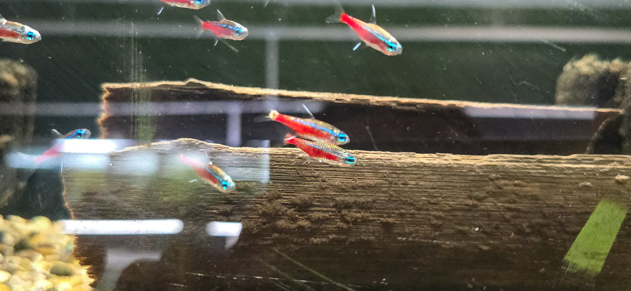 Platinum Cardinal tetra