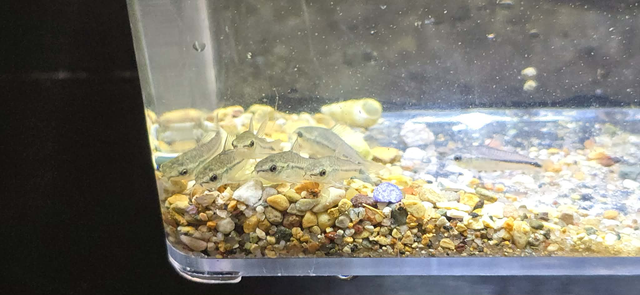 Pygmy corydoras ( Gastrodermus pygmaeus )