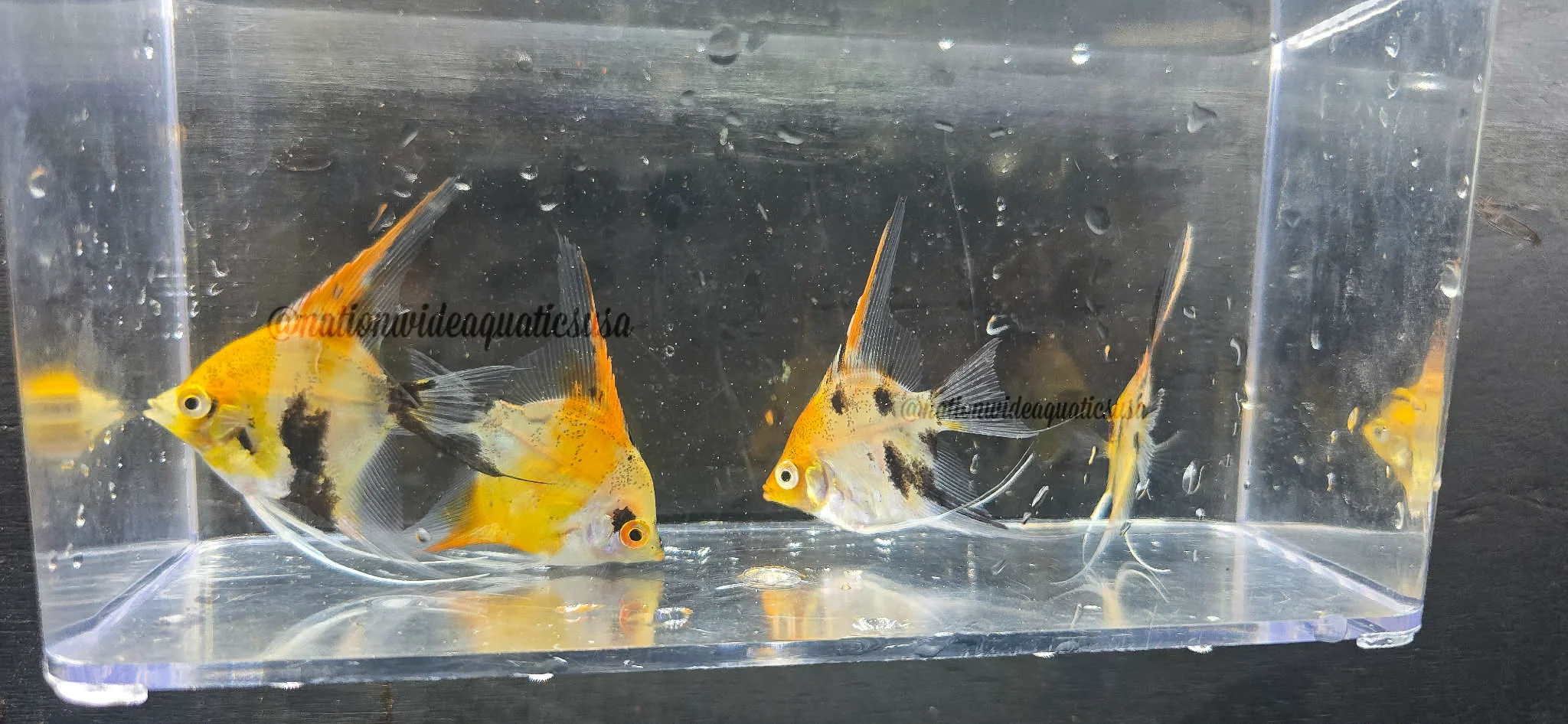Red Devil Angelfish (Pterophyllum scalare) 10 pack