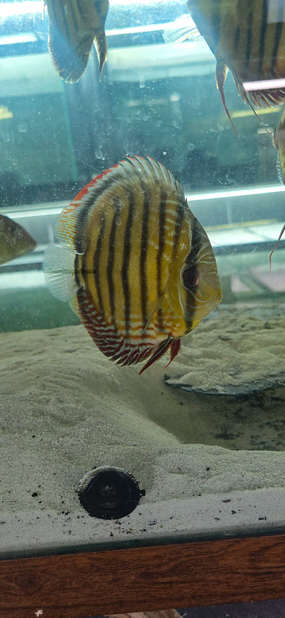 Red/brown Discus from Parconi 3 pack