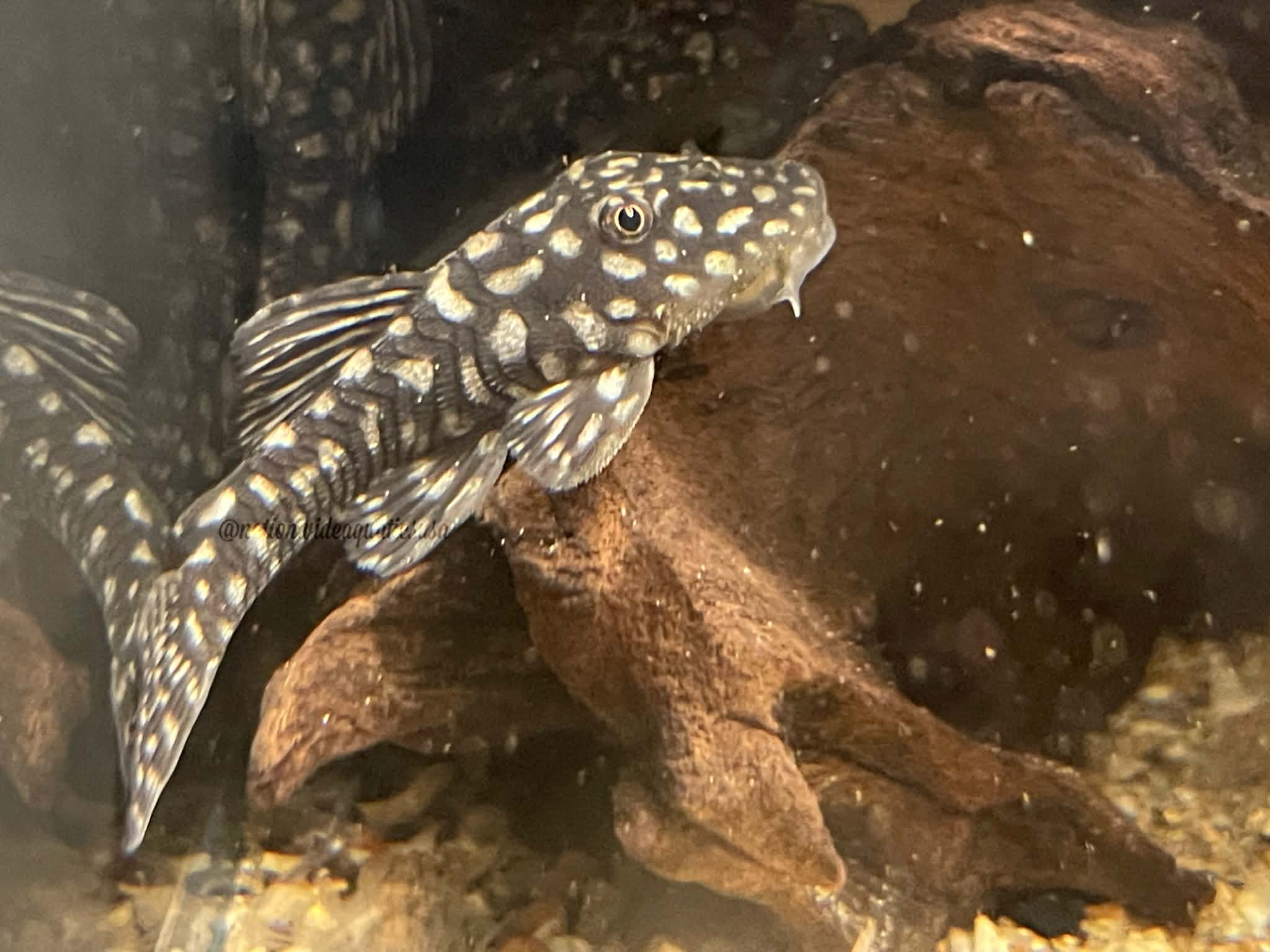 Slate Pleco (Pseudancistrus genisetiger)