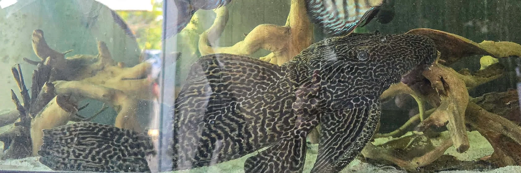 The gold barrae pleco (Megalancistrus cf. Barrae)
