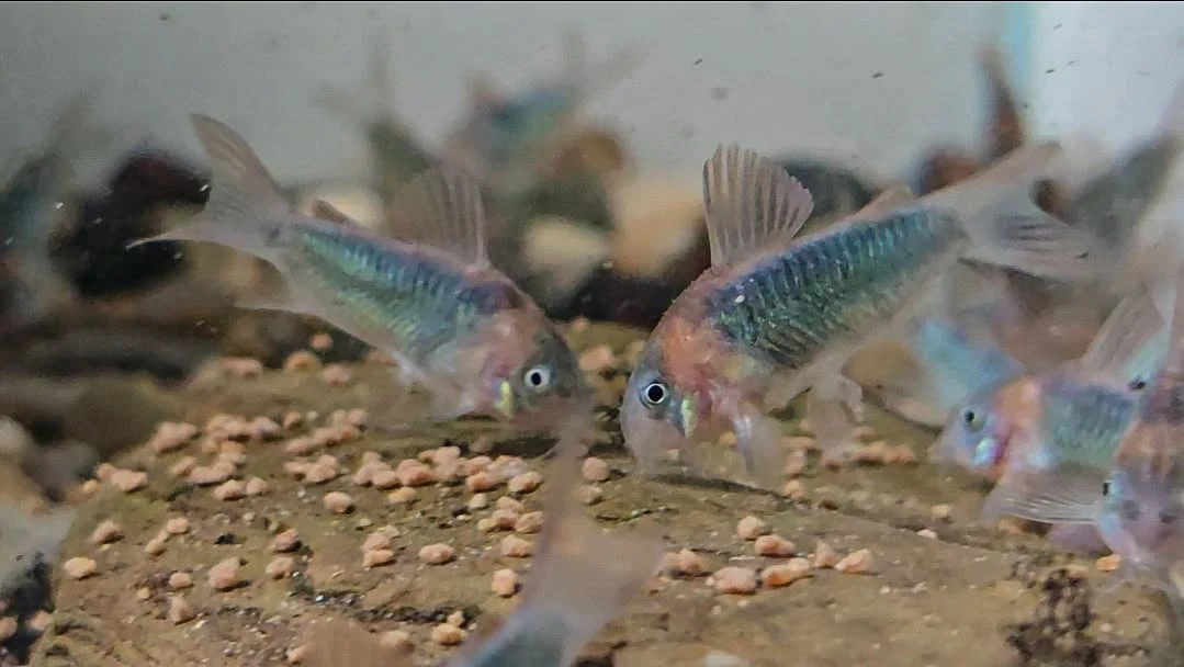 The horsemans cory (Ostegaster eques)