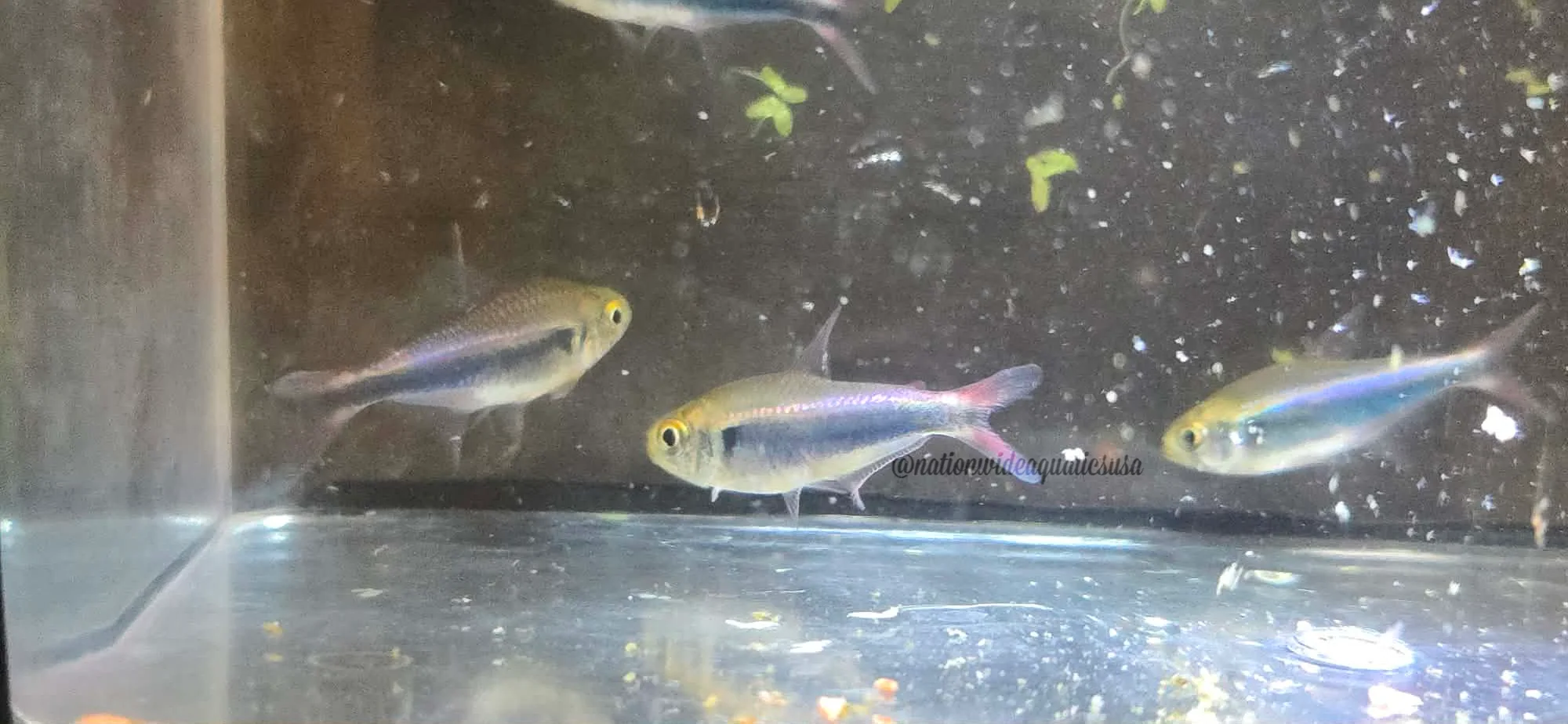bleeding blue tetra (hyphessobrycon margitae)