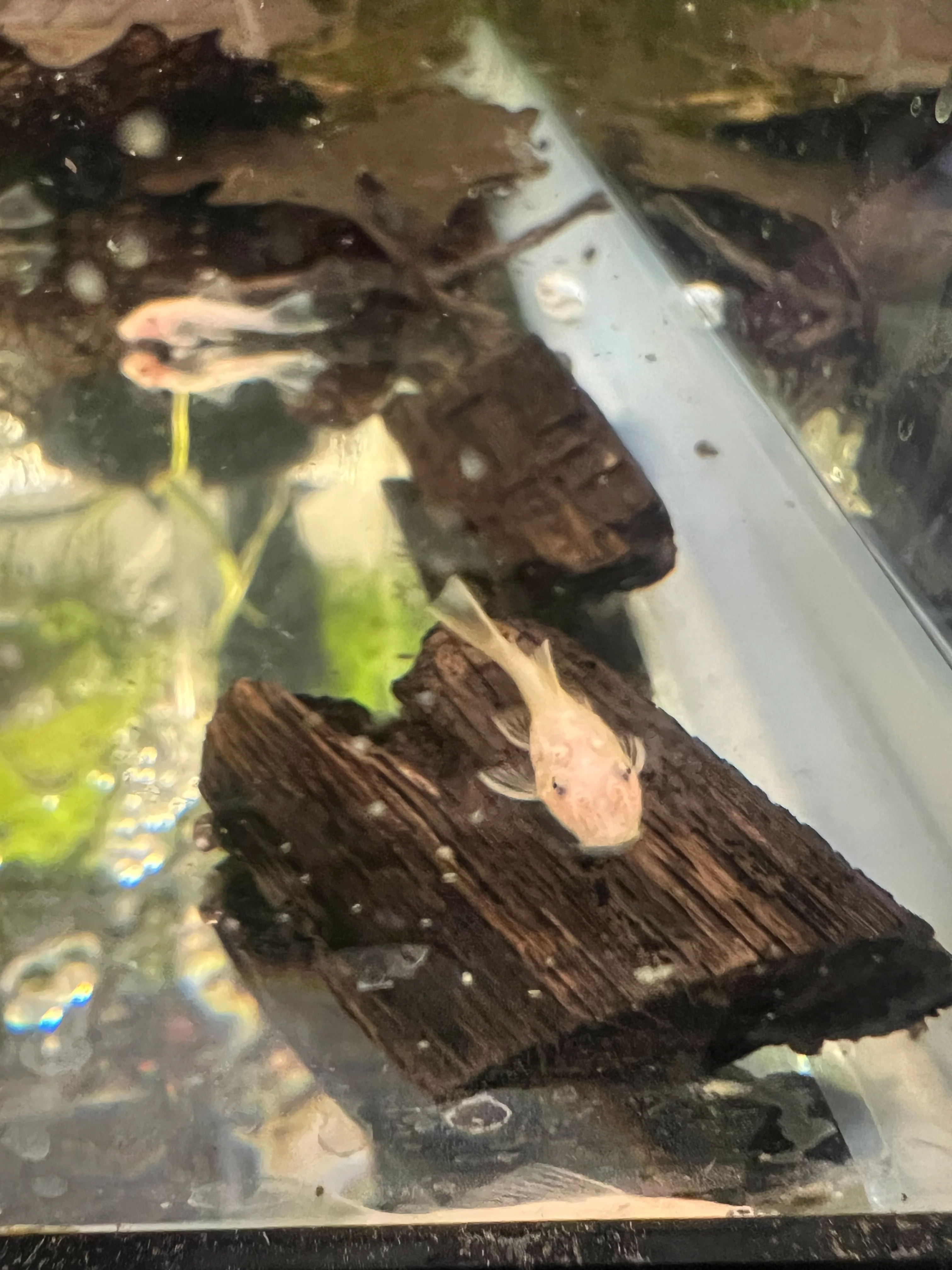 Lemon Blue Eye Bristlenose Pleco