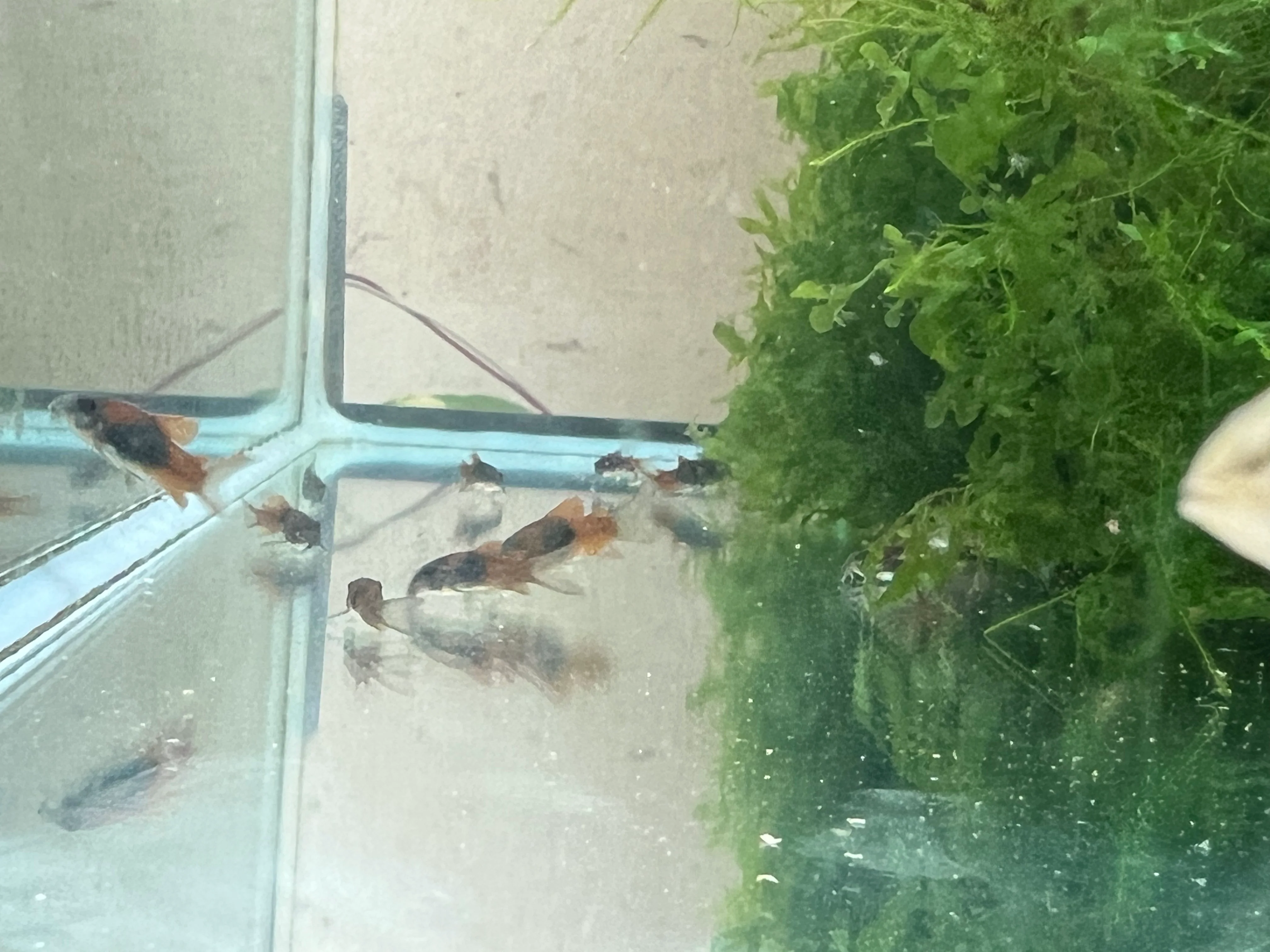 Orange Venezuelan Corydoras (Corydoras venezuelanus)