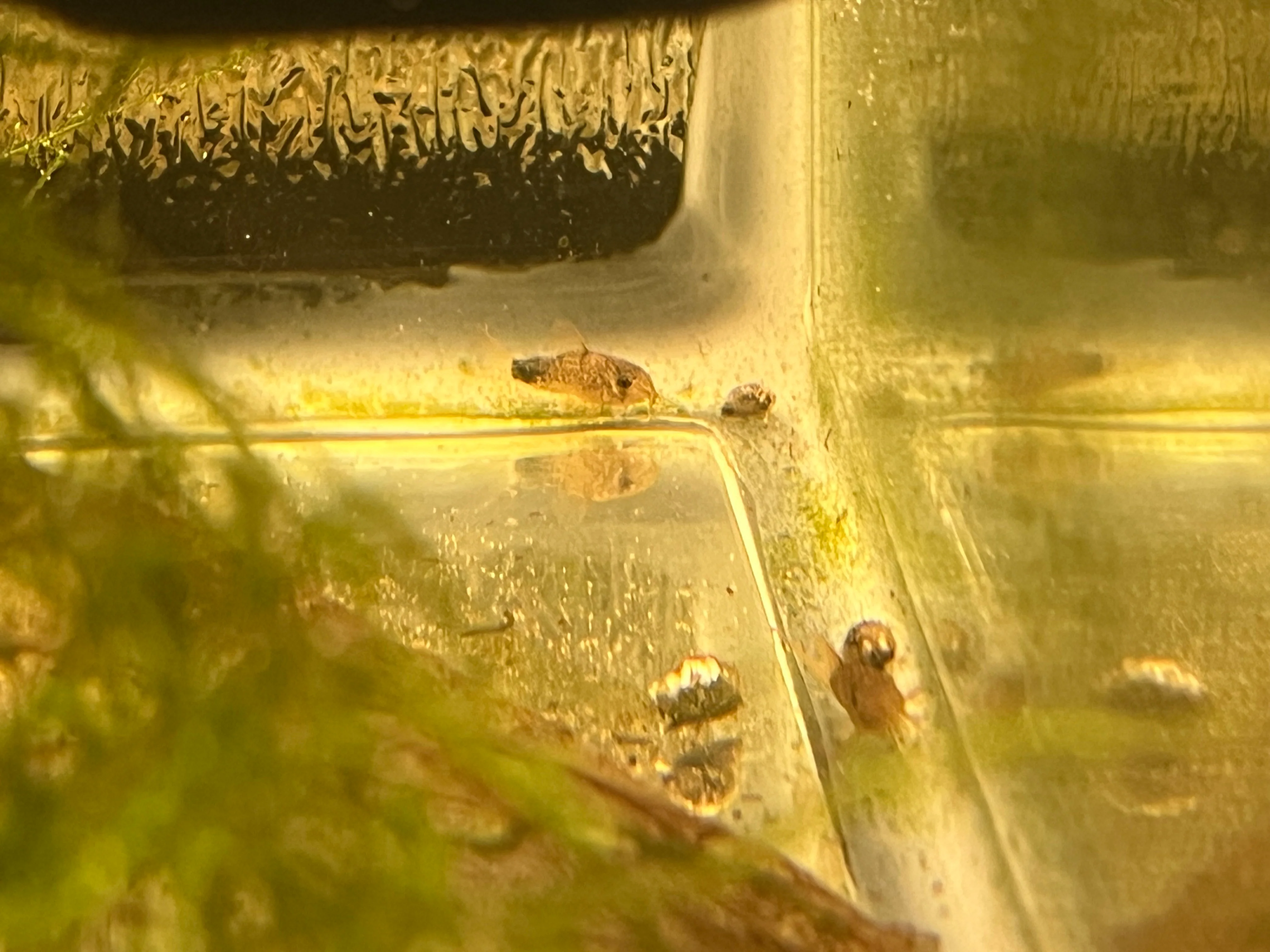 Smudge-spot Cory (Corydoras similis)