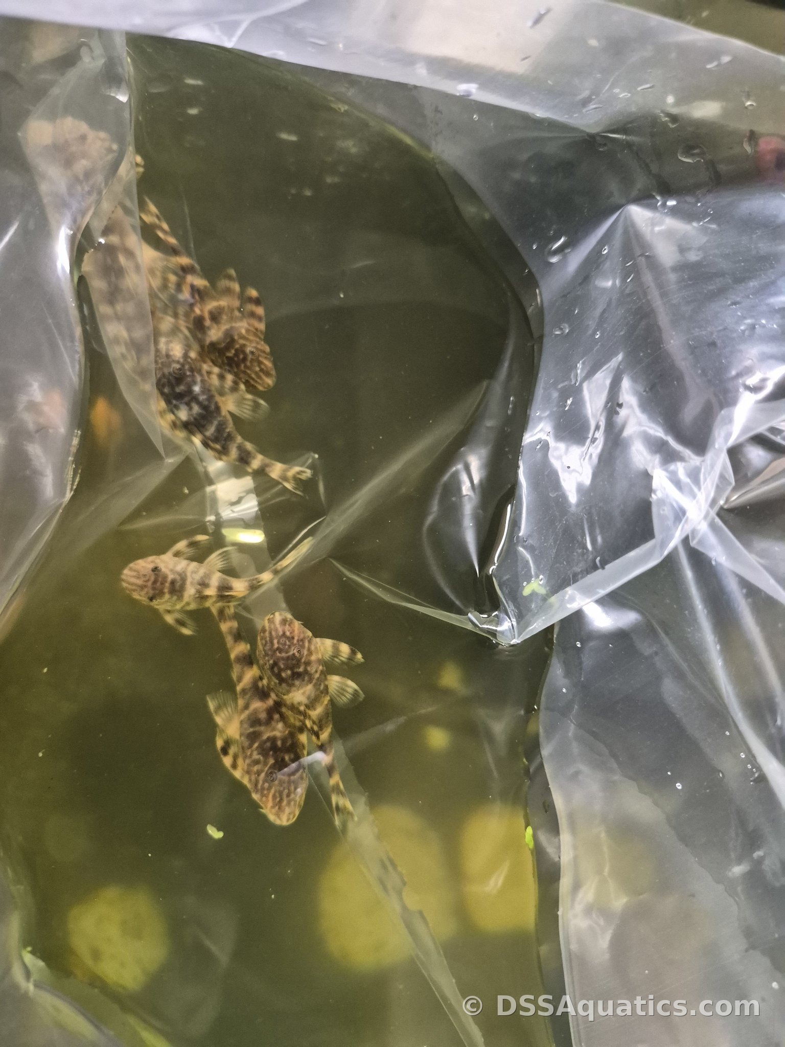 Clown Pleco – Panaqolus maccus (2–2.5 Inch)