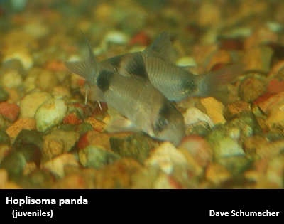 Hoplisoma (Corydoras) panda