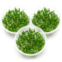 3x Cryptocoryne parva - Kleiner Wasserkelch - in vitro