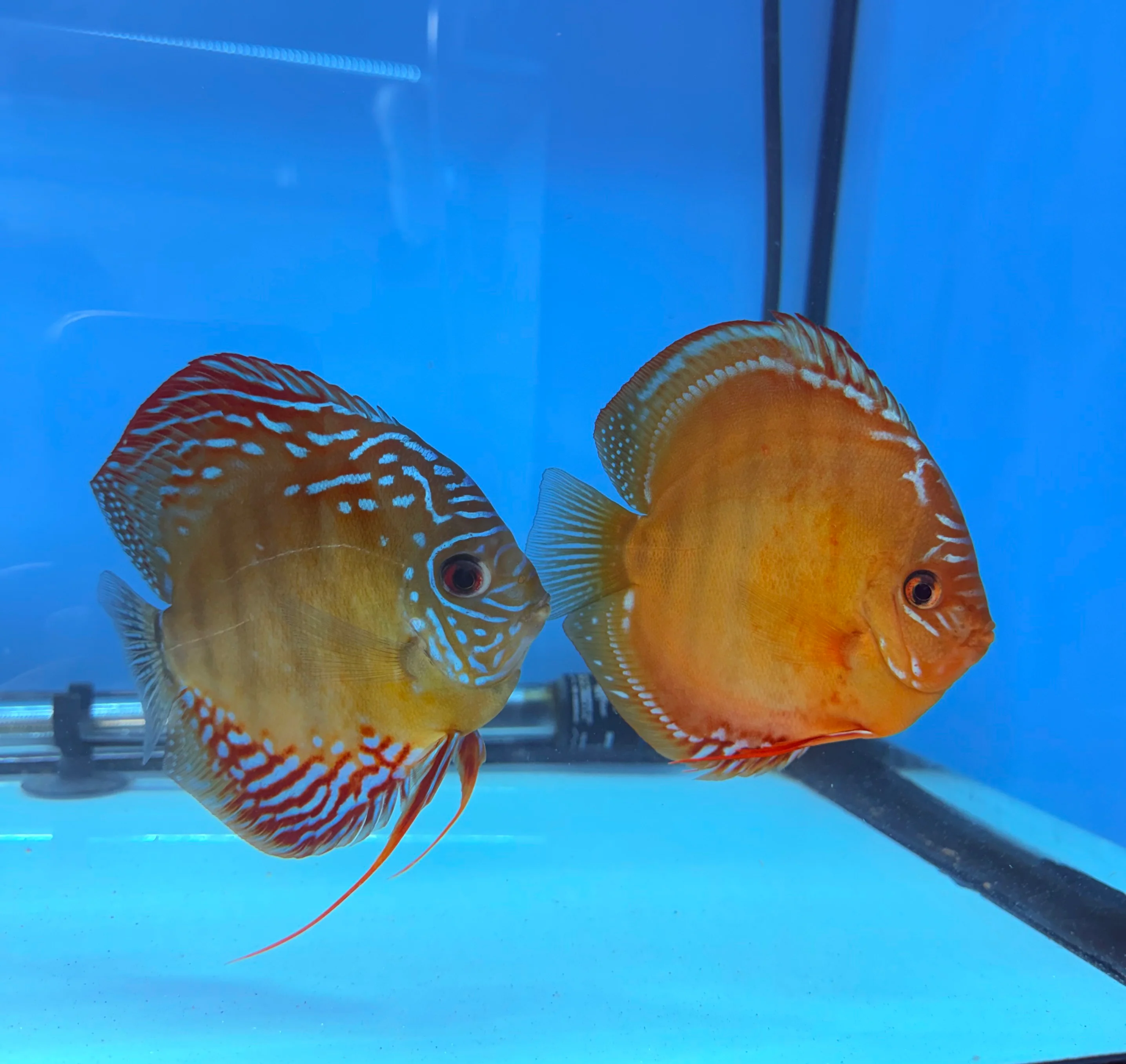 F1 Red Cuipuera X Red Alenquer Discus Potential Pair