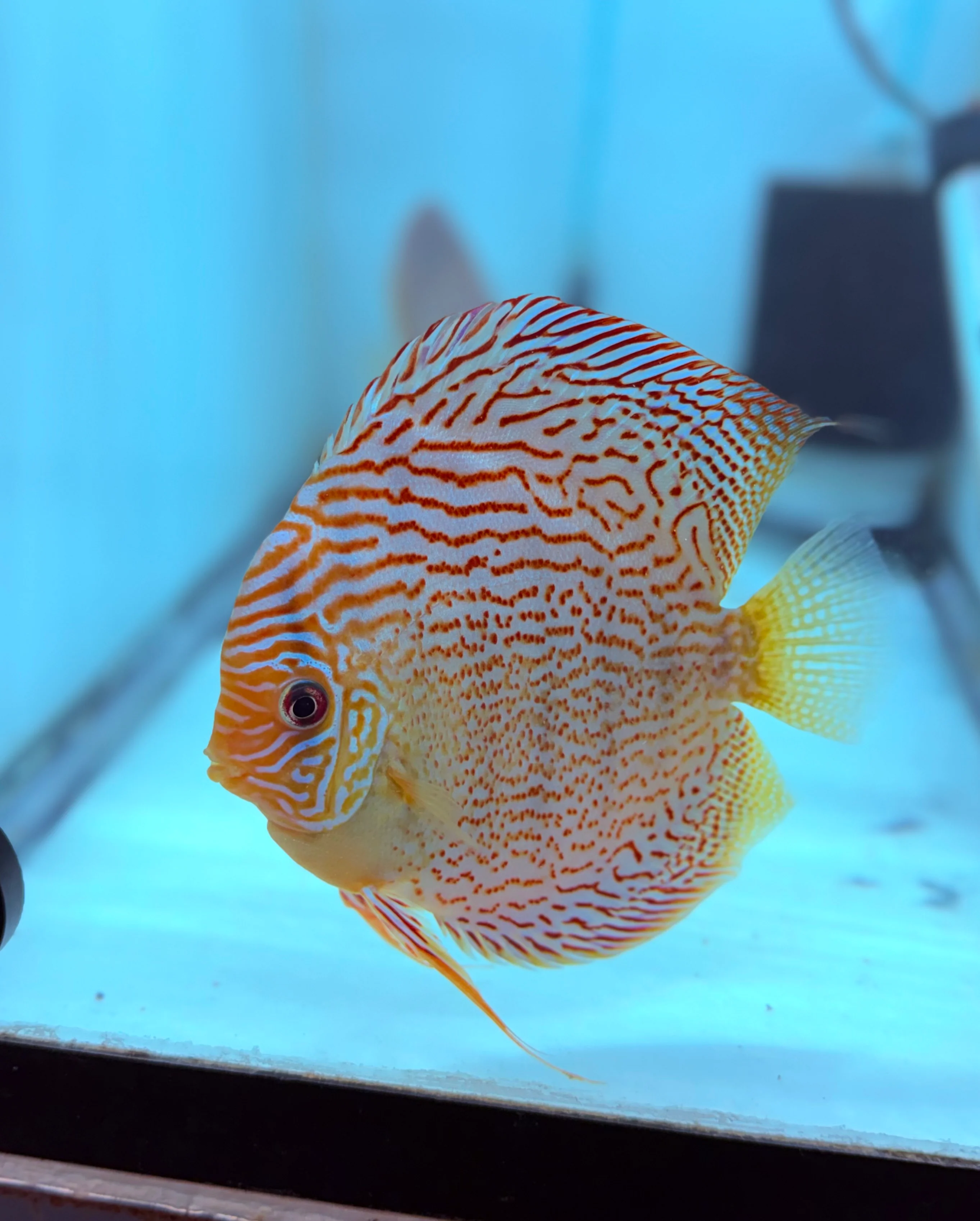 Maze Spotted Leopard Discus Potential Pair
