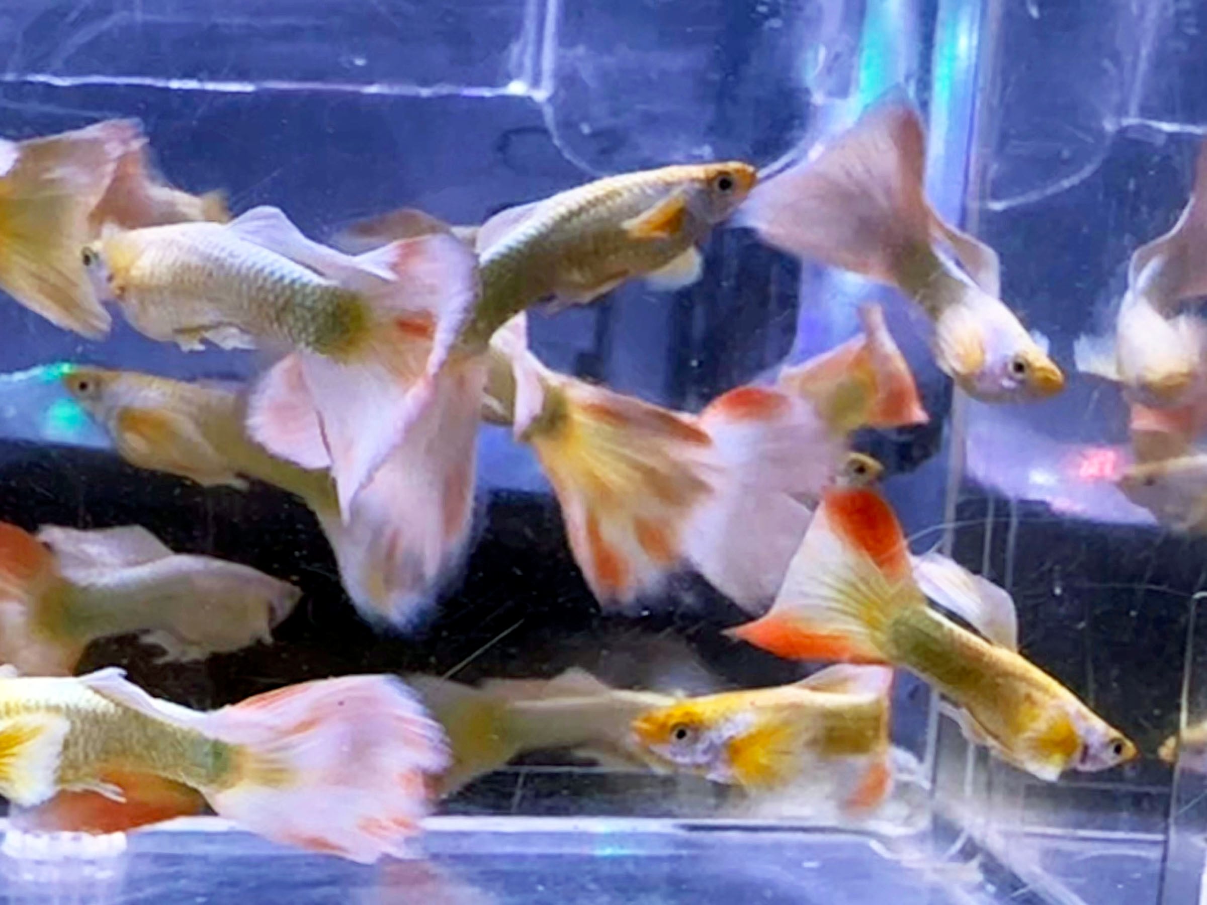 Full Gold Guppies - Males with Extra Red