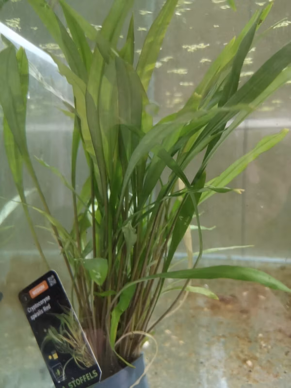 CRYPTOCORYNE SPIRALIS RED - PLANTE AQUATIQUE - PLANTE AQUARIUM