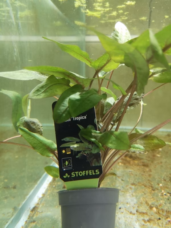 CRYPTOCORYNE WENDTII TROPICA - PLANTE AQUATIQUE - PLANTE AQUARIUM