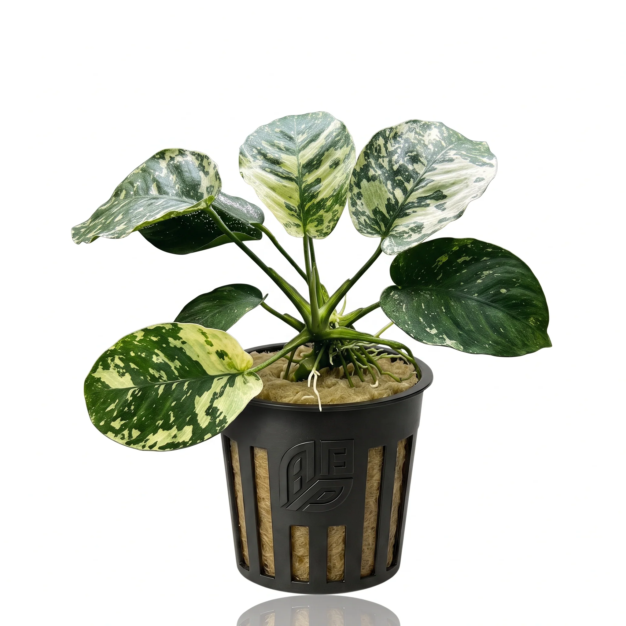 Anubias Varking