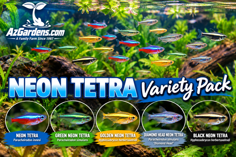 Tetra Fish – Neon Tetra Variety Packs