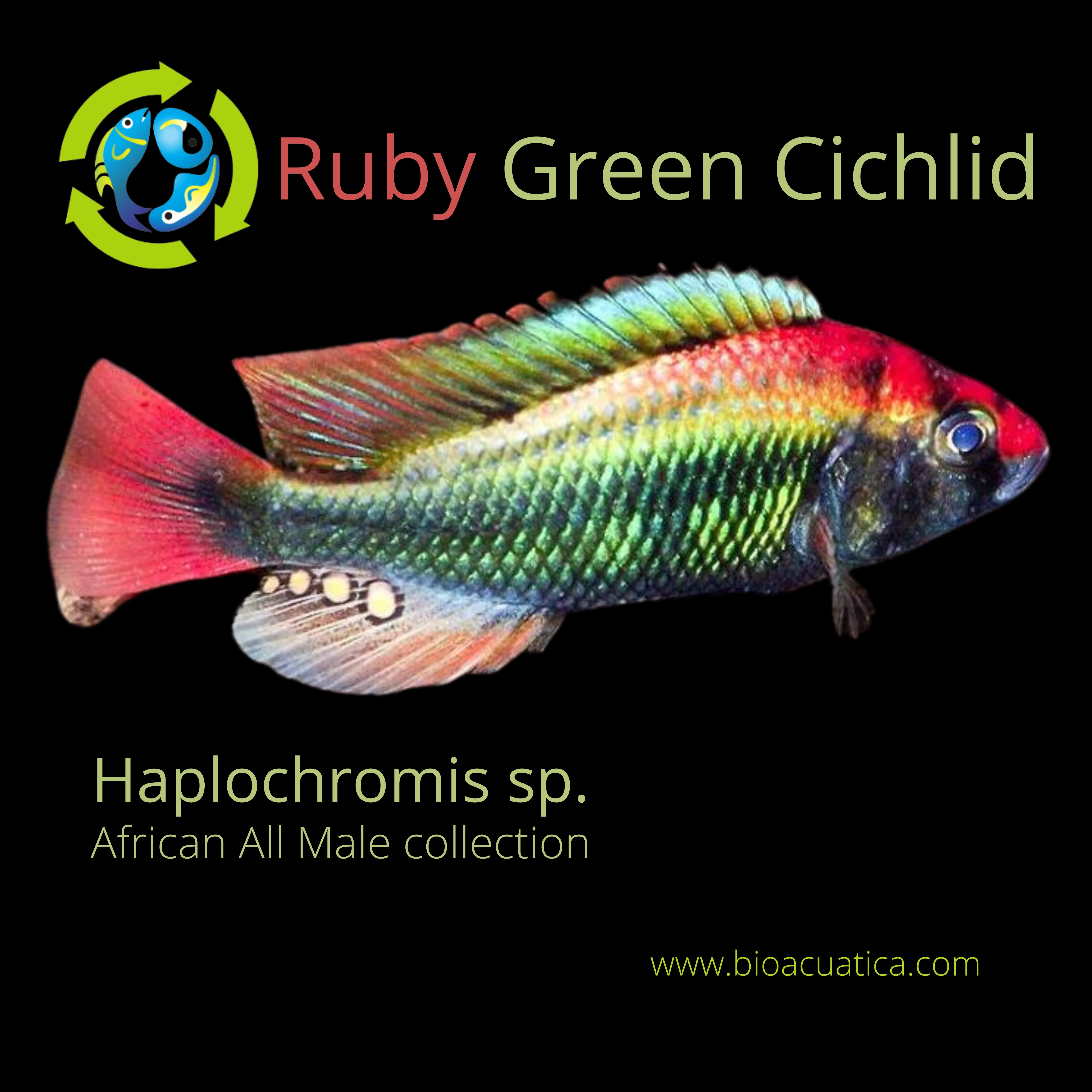 MALE RUBY GREEN HAP AFRICAN CICHLID 3" (Haplochromis, sp)