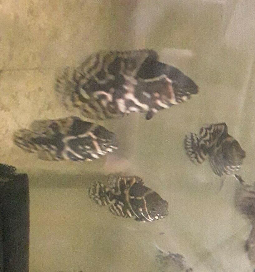 TIGER OSCAR CICHLID 1"