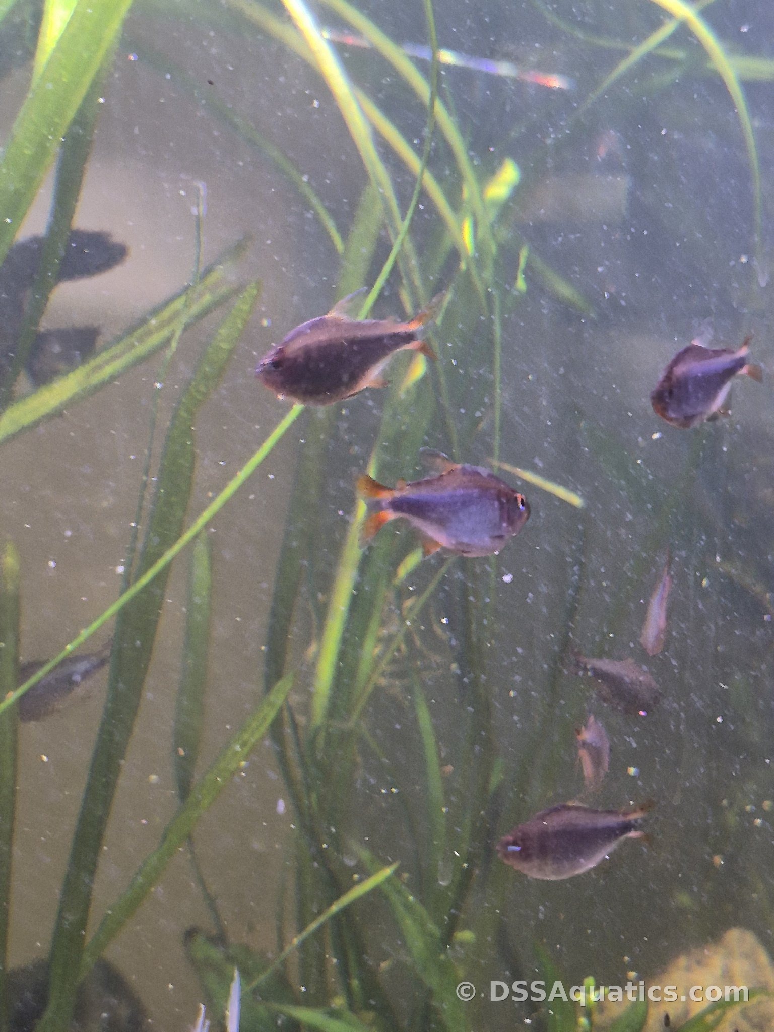 Blueberry Tetra