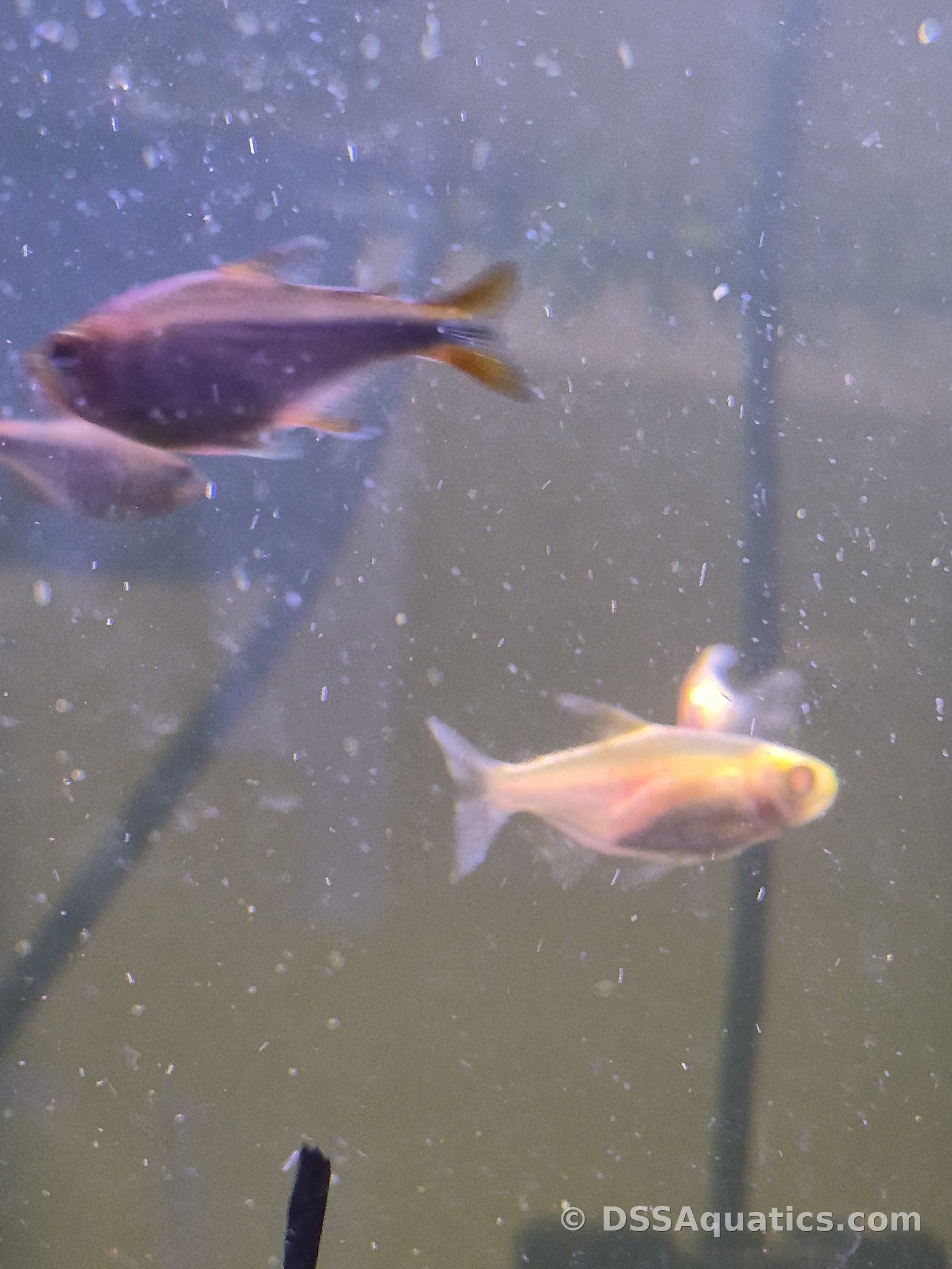 Blueberry Tetra — 6 Pack (School of 6)