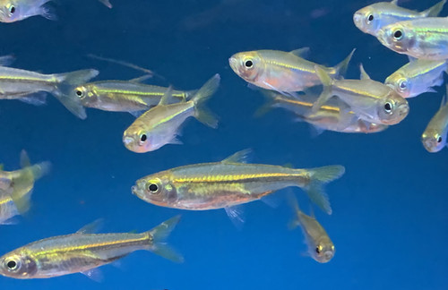 Nigerian Congo Tetra -Rhabdalestes septentrionalis