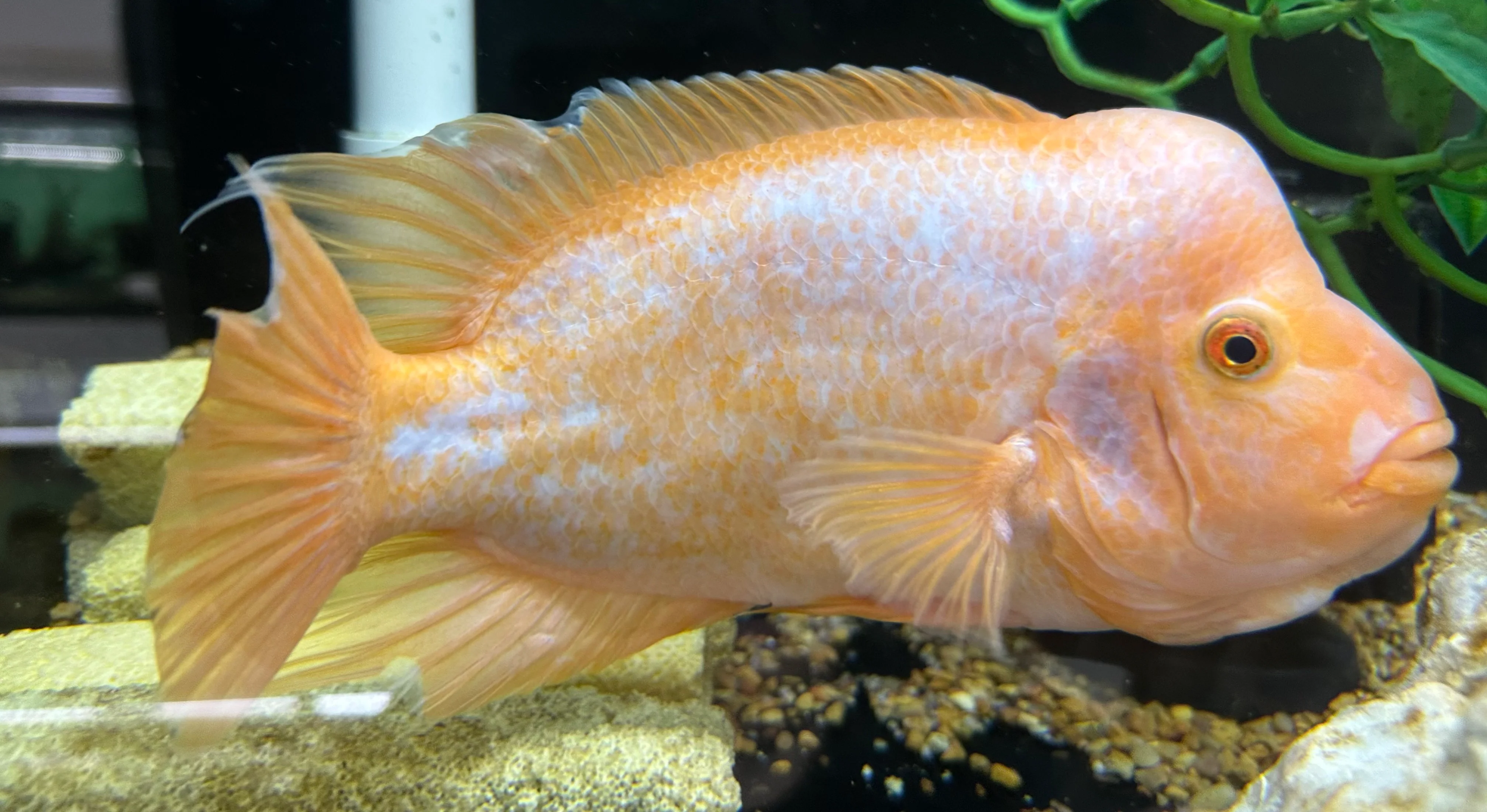 XL Creamsickle Midas Cichlid (9”)