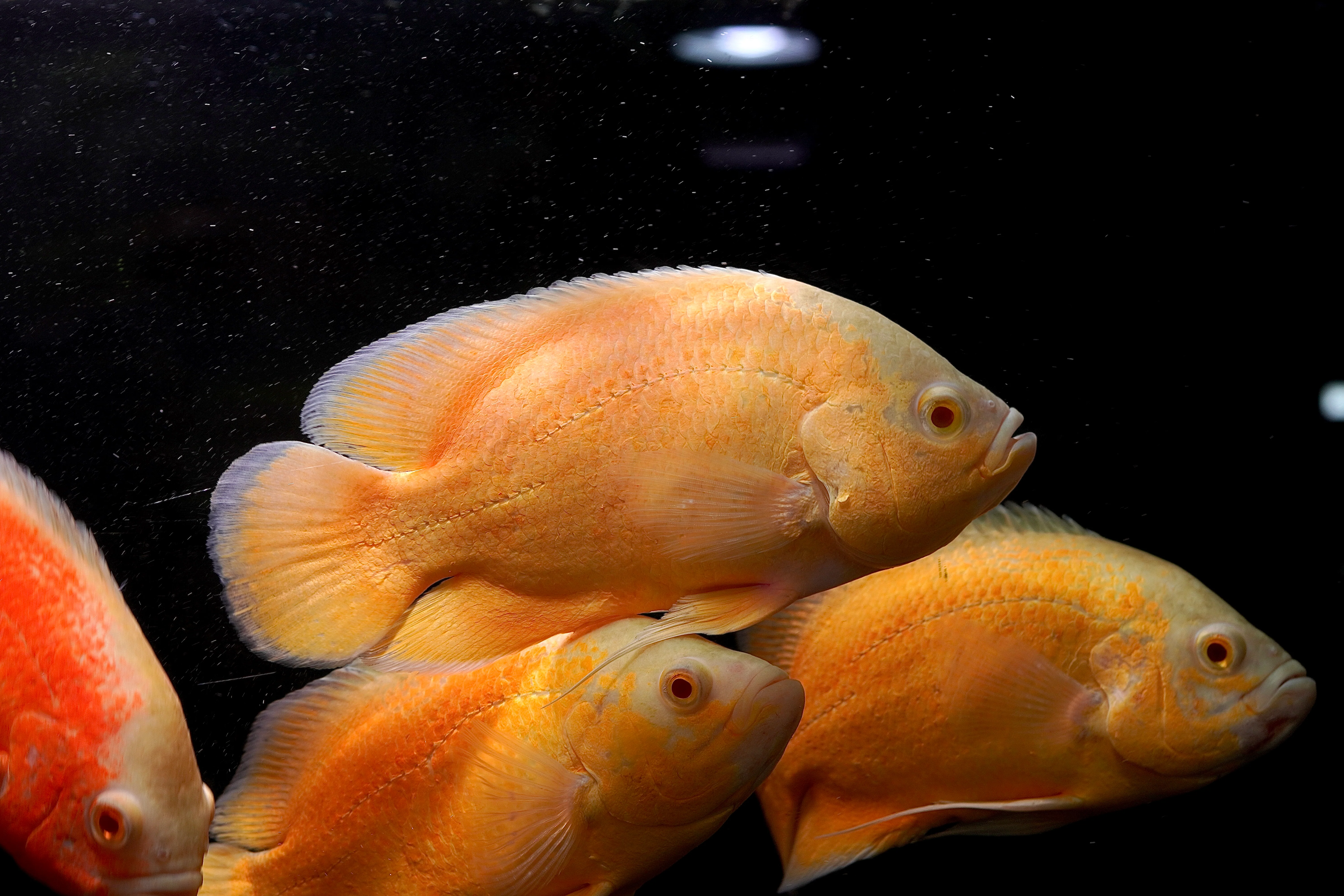 Full Body Lemon Oscar Size Large 9”-10”