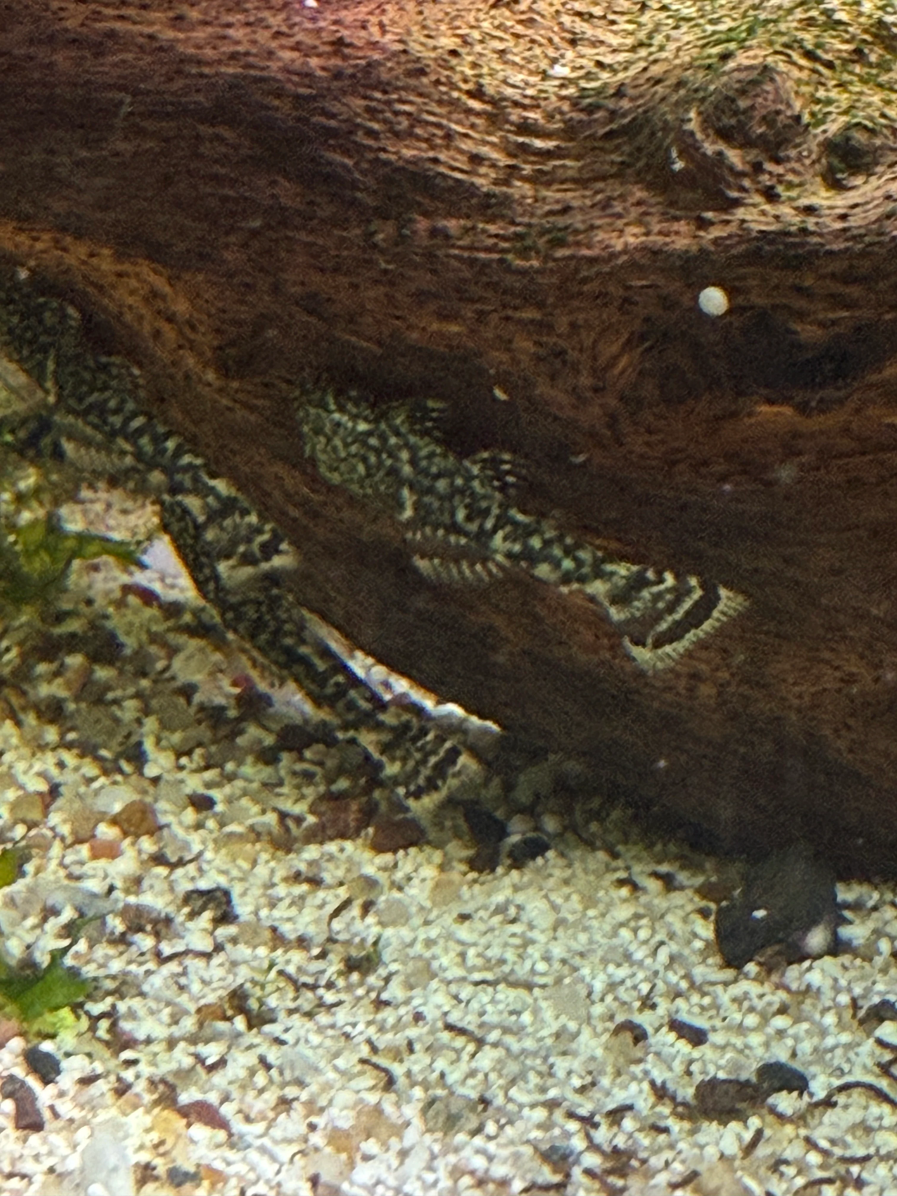 Common Bristlenose Pleco (Ancistrus sp.) - 1”+