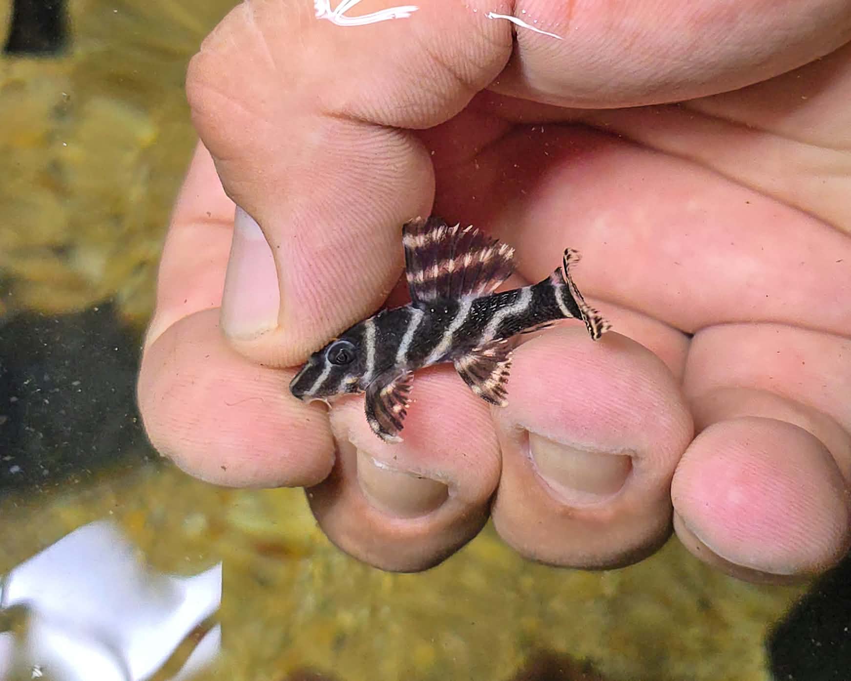 L270 Chocolate Zebra Pleco(Hypancistrus sp.)