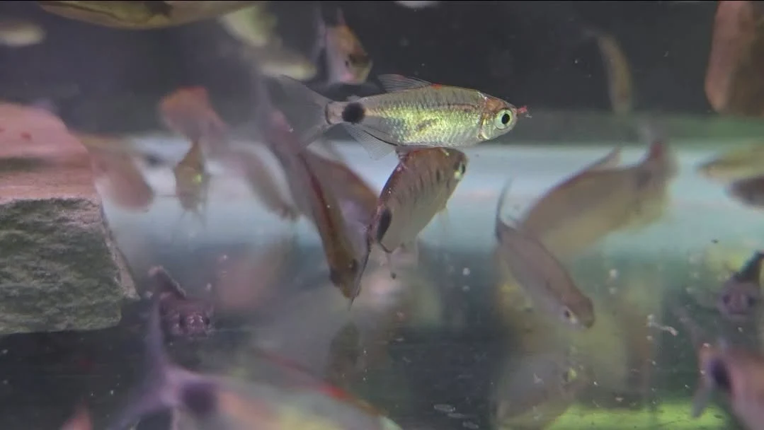 Red moon cap tetras( bathyaethiops cf caudomaculatus) 5 pack