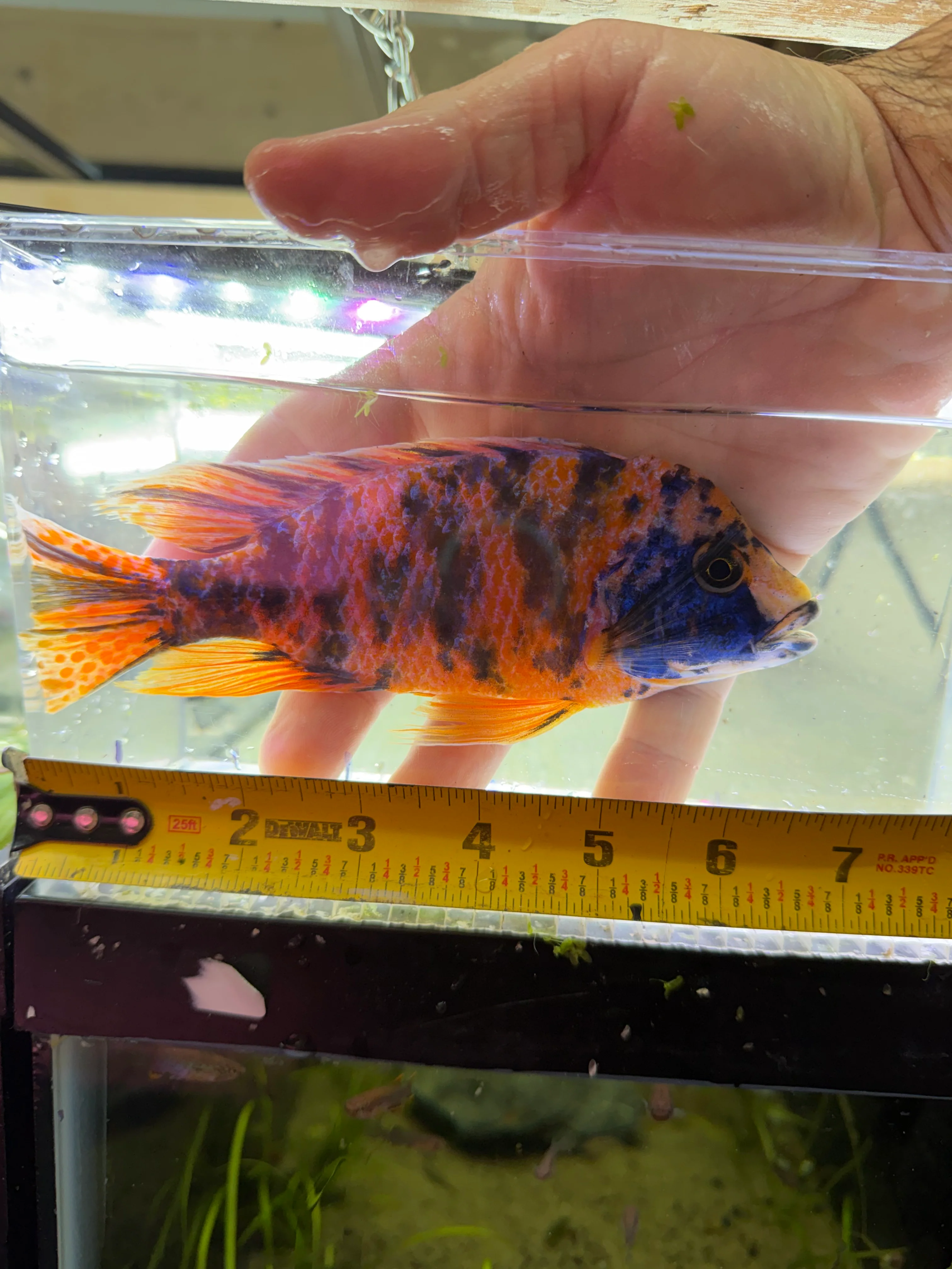 WYSIWYG 7” ob peacock African cichlid