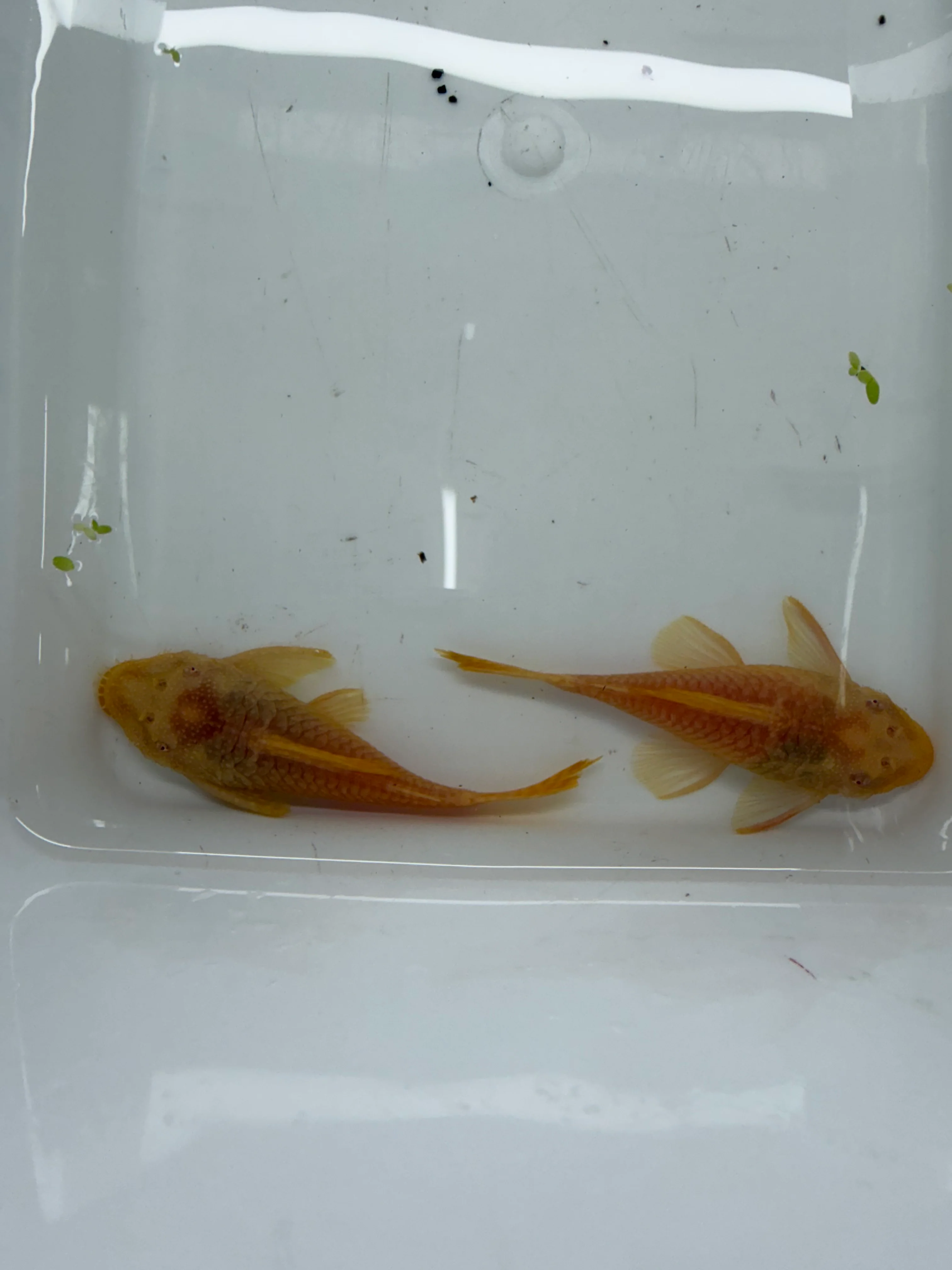 WYSIWYG ALBINO BRISTLENOSE PLECO PAIR 3”
