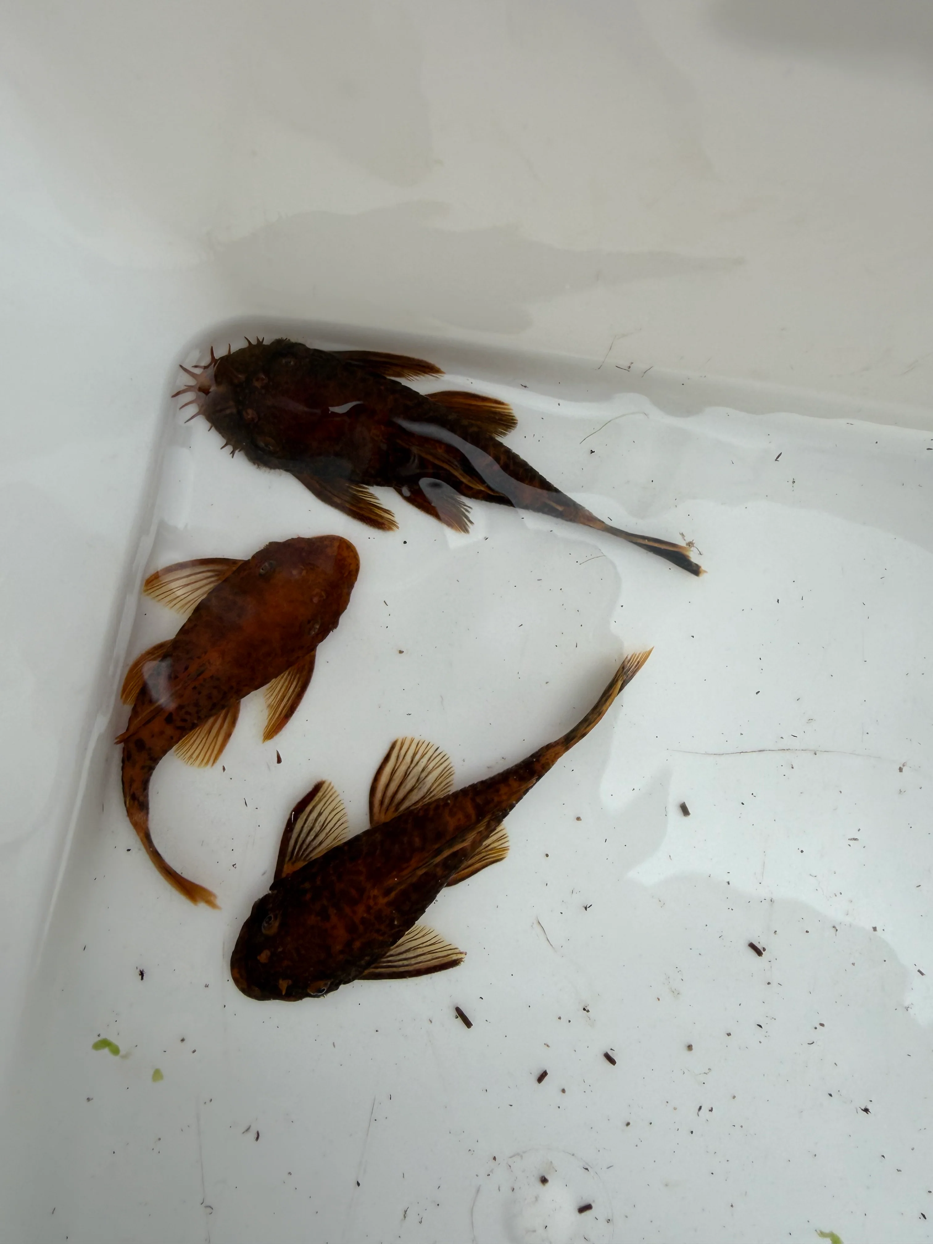 WYSIWYG Calicou red bristlenose PLECO trio 1 male and 2 females 3”