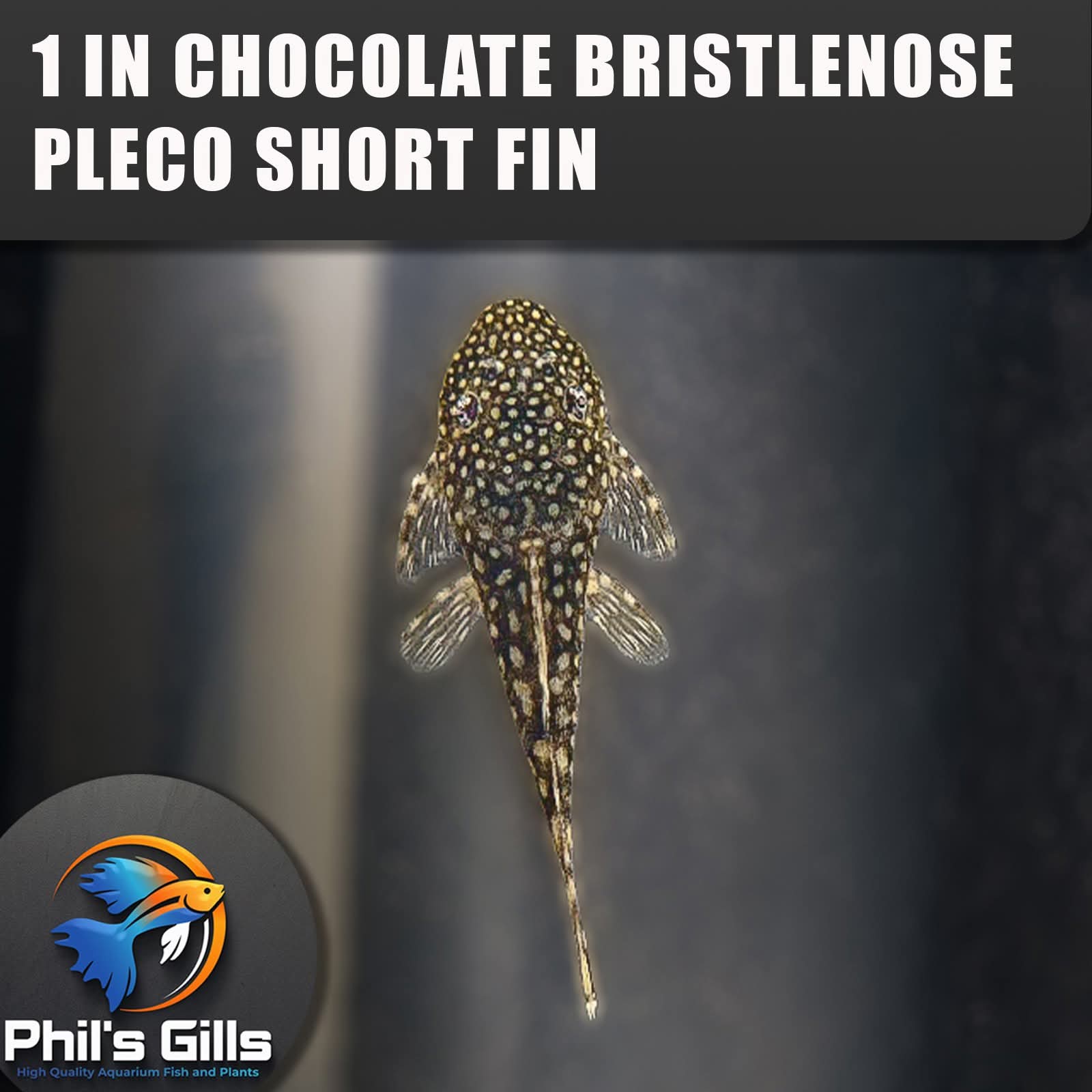 1+ inch Chocolate Bristlenose Plecos Shortfin Unsexed Pack of 6